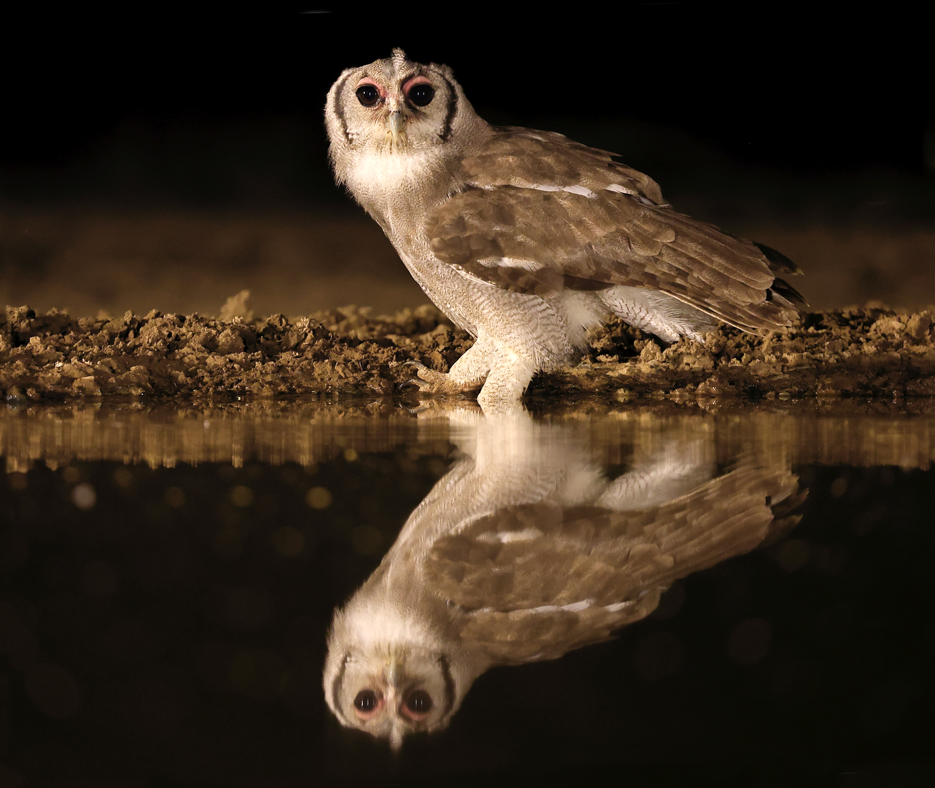 , Гудков Андрей