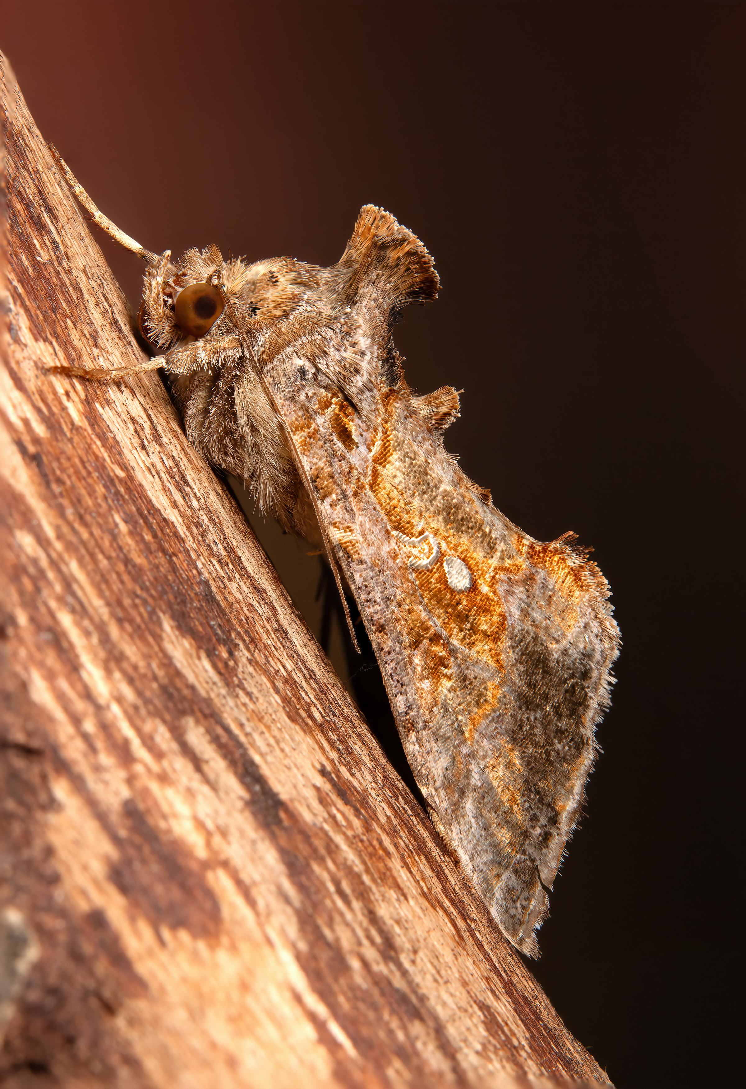 макрофото, макрофотографии, фотомакро, насекомые, макромир, макрофотограф, макроаддикт, макро_мир, naturelovers, naturelover, naturephotography, macrolove, macro_love, biodiversity, macrophotography, macro, macronature, entomology, arthropods, arthropod, ,  Stephane