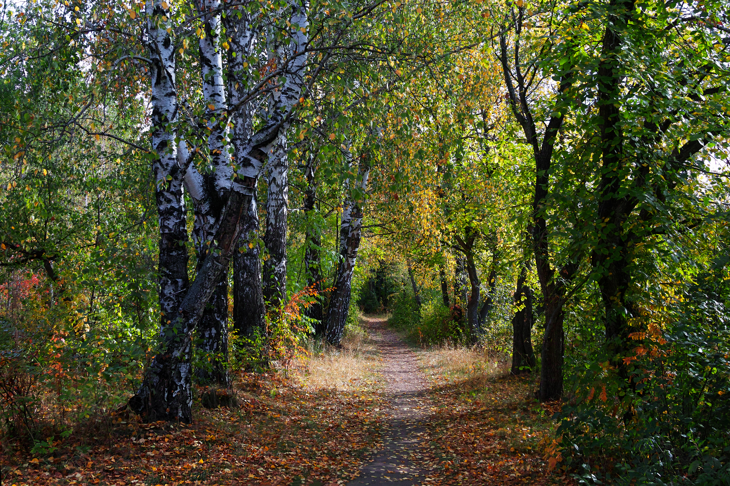 sigma sd quattro, Дмитрий Цыпляев