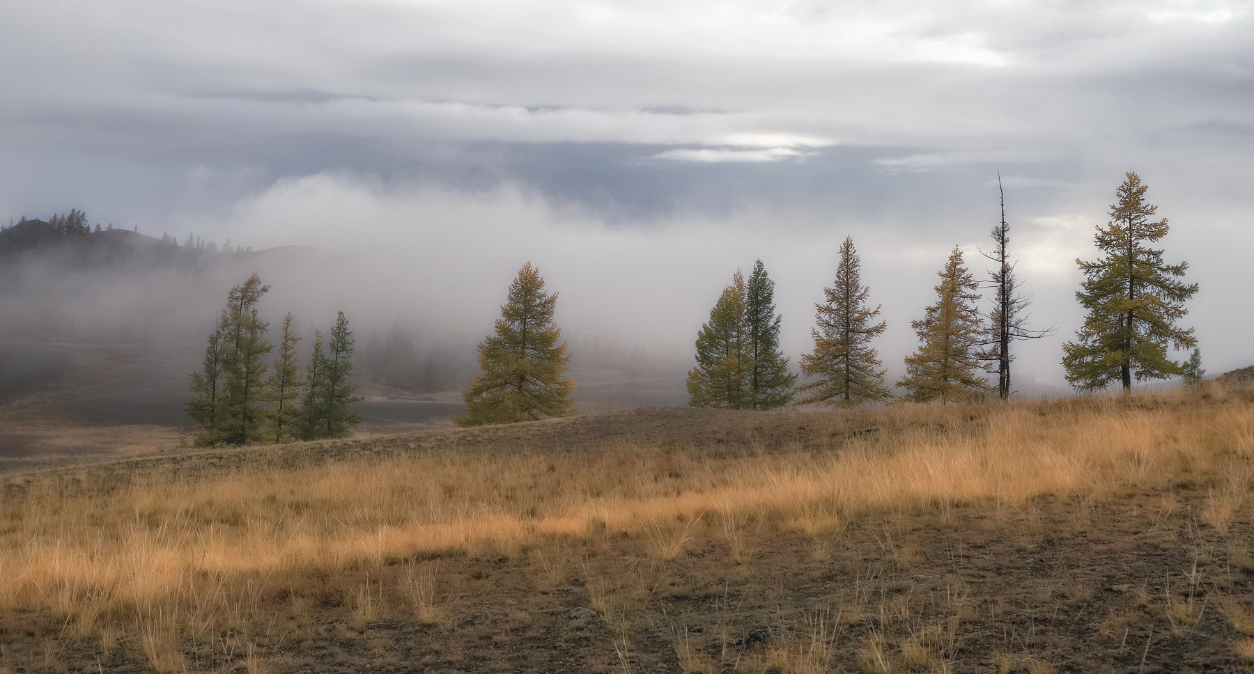 алтай, северо-чуйский хребет, лиственницы, туман, Марина Фомина