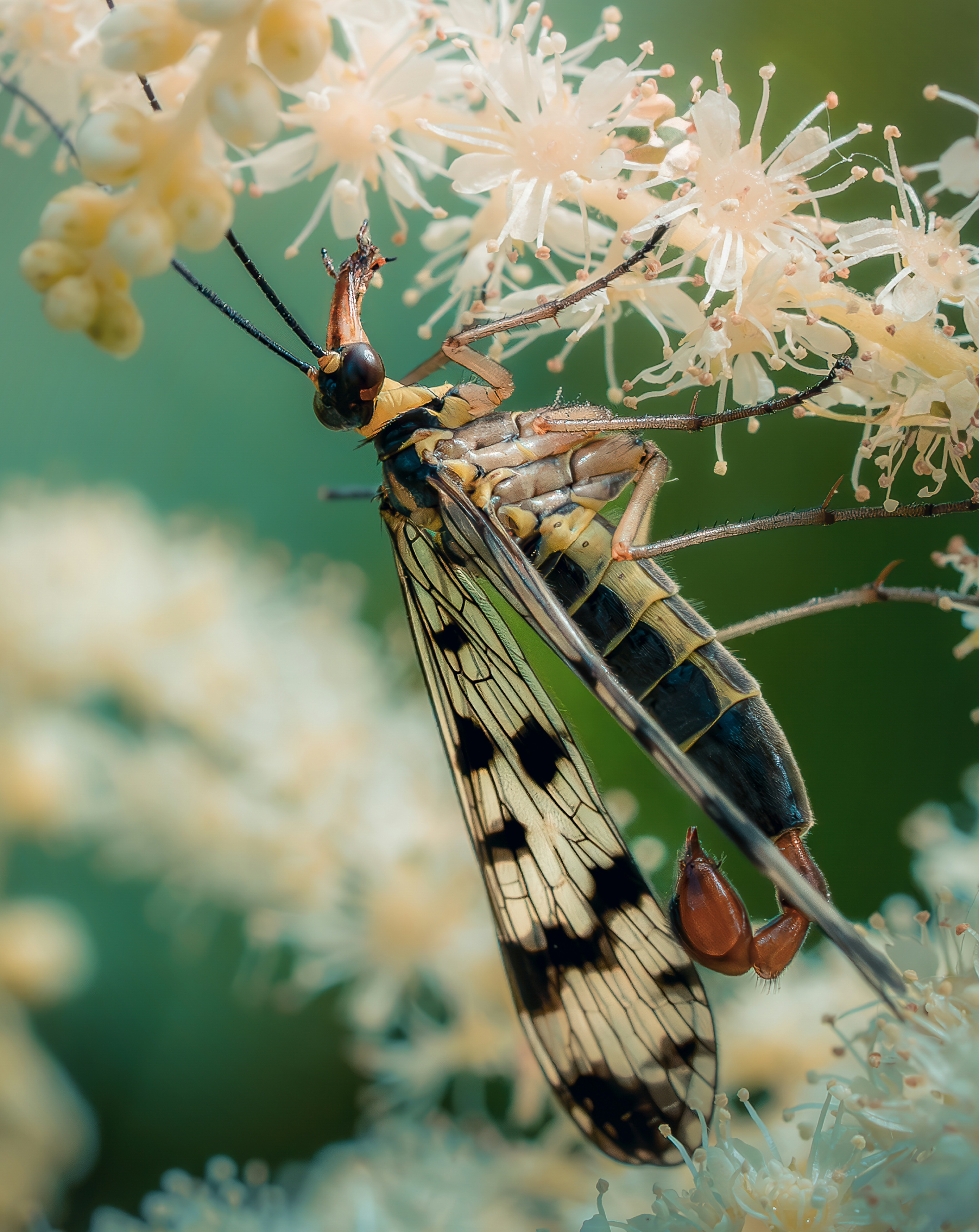 Лето скорпионницы , Ворожцова Марина