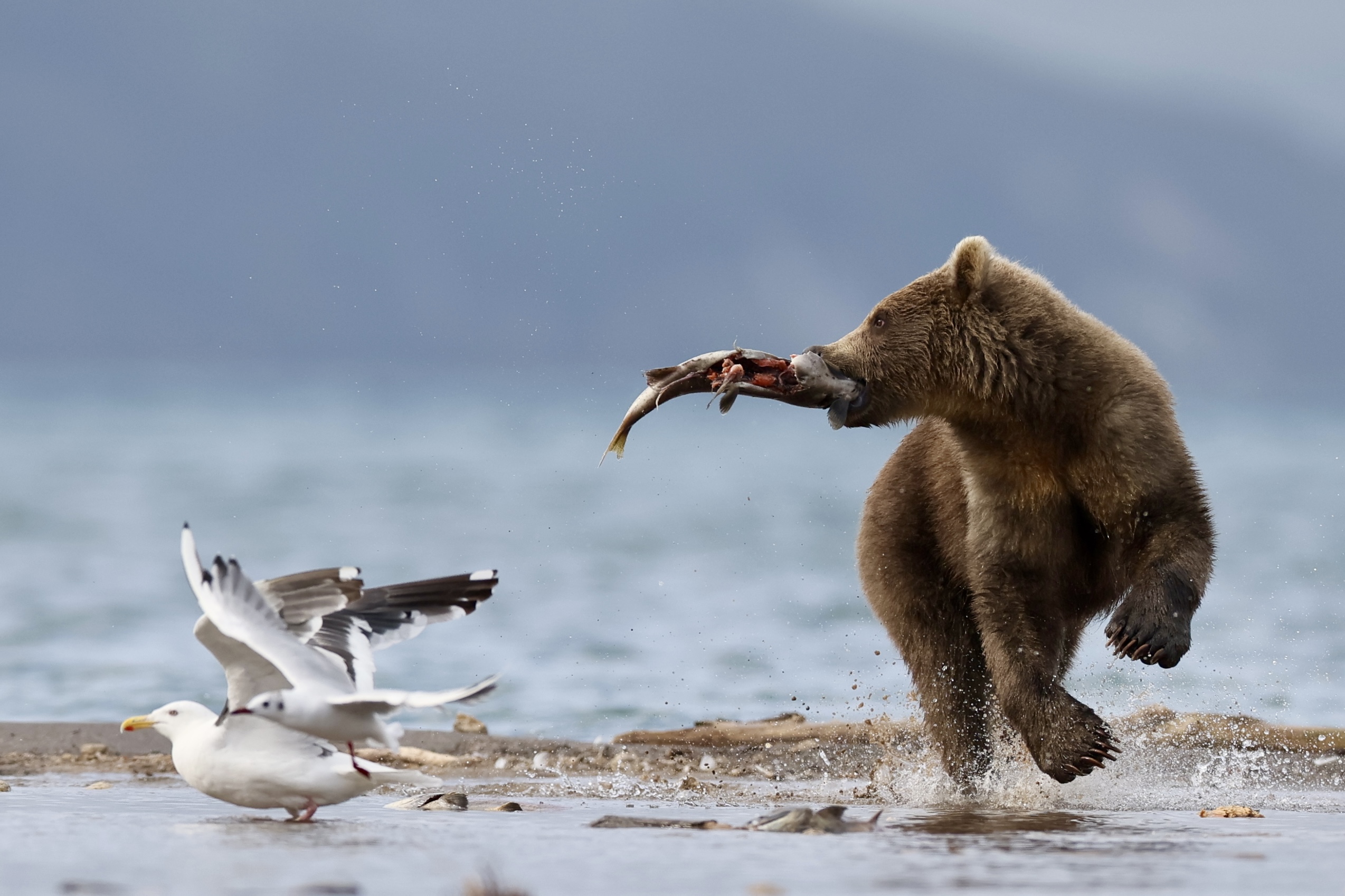 , Голубков Леонид