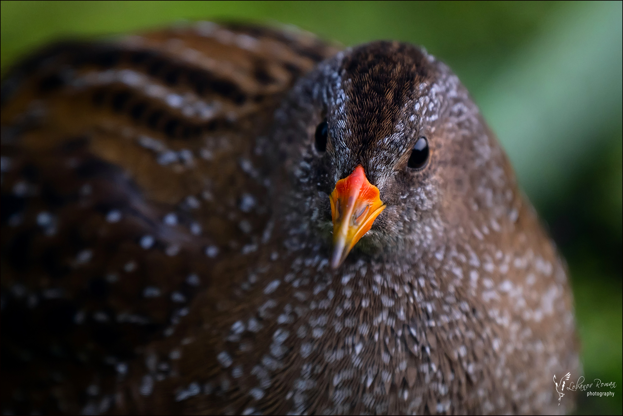 , Лобанов Роман