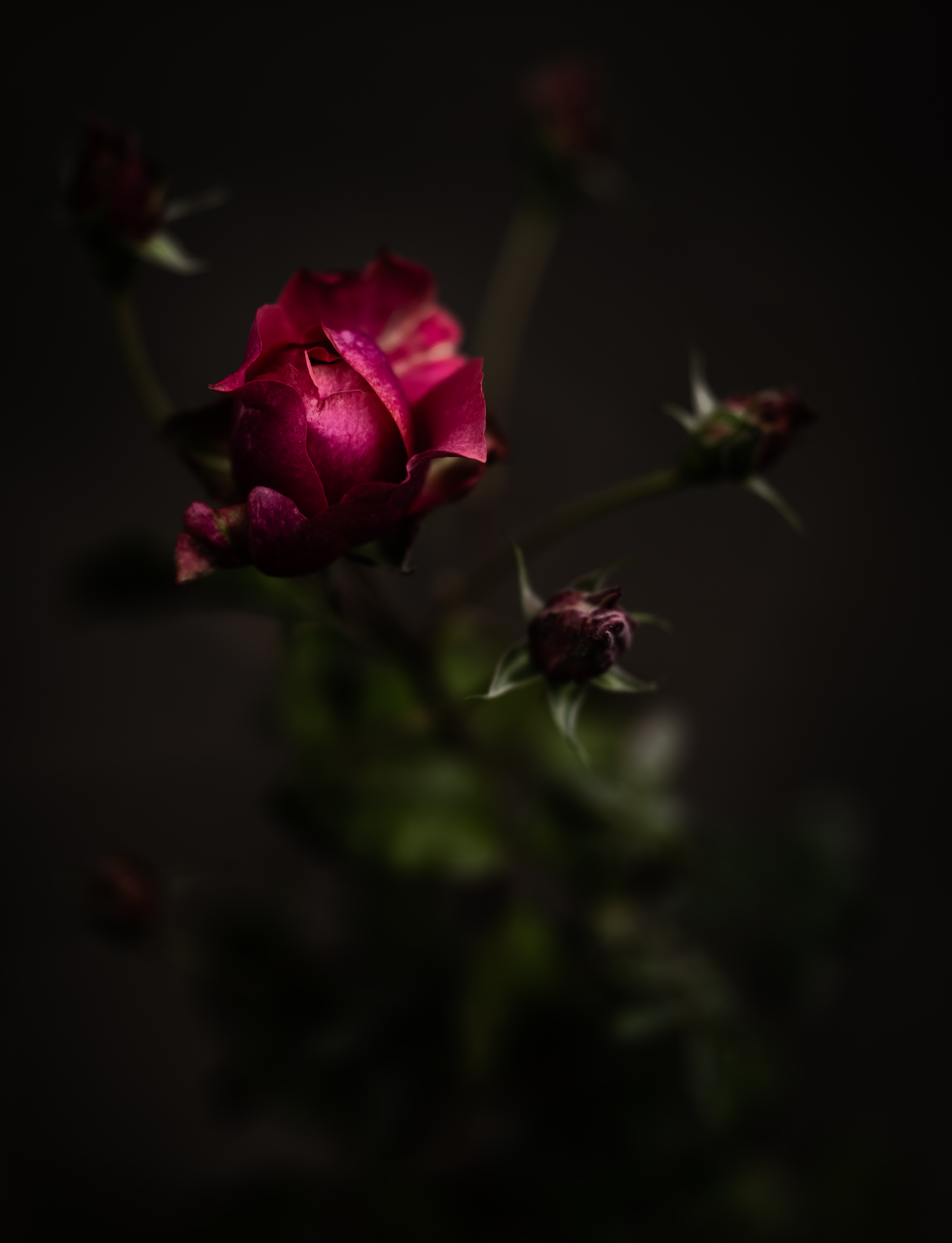 , Курлянцев Алексей