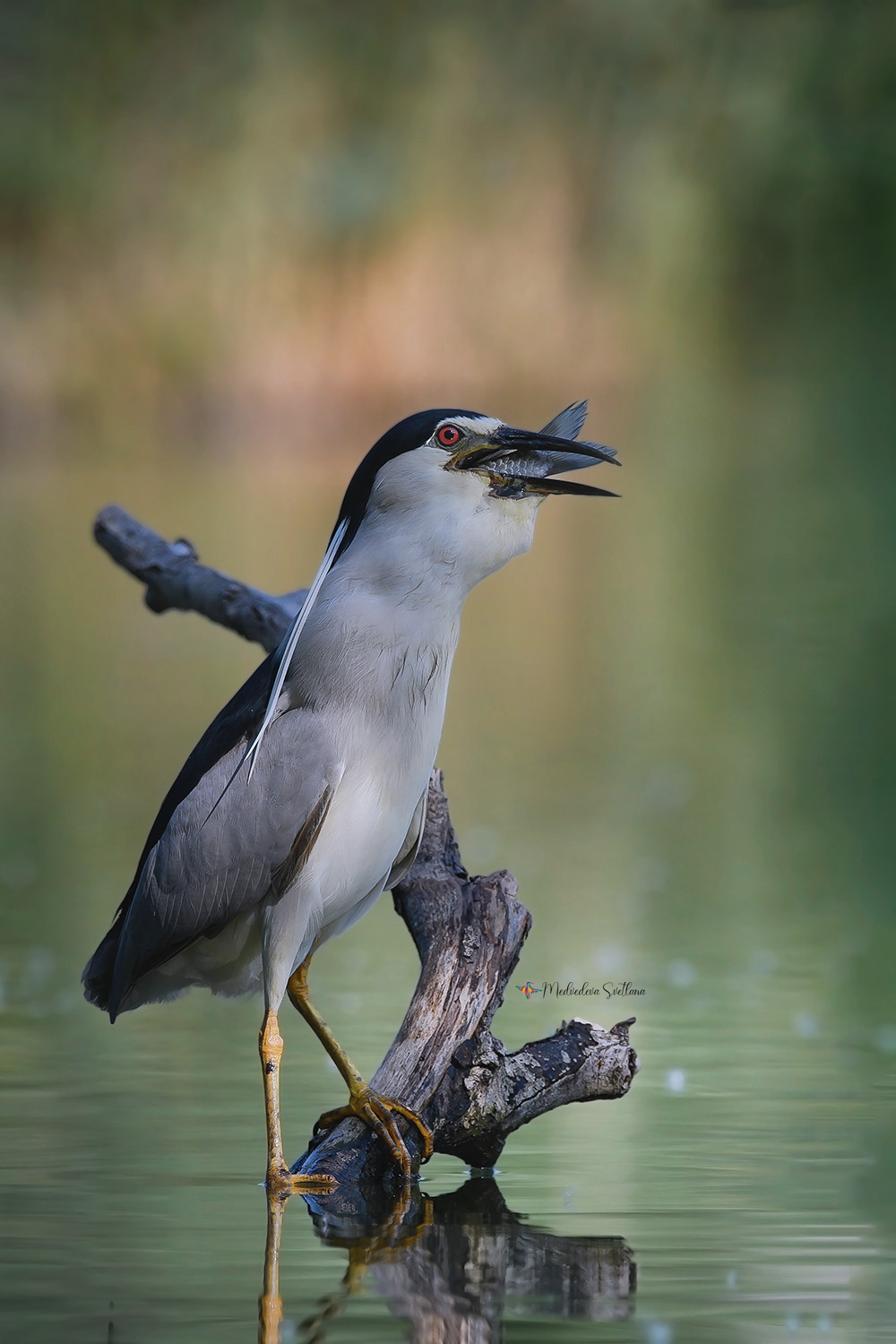 фотоохота, птица, кваква, цапля, Медведева Светлана