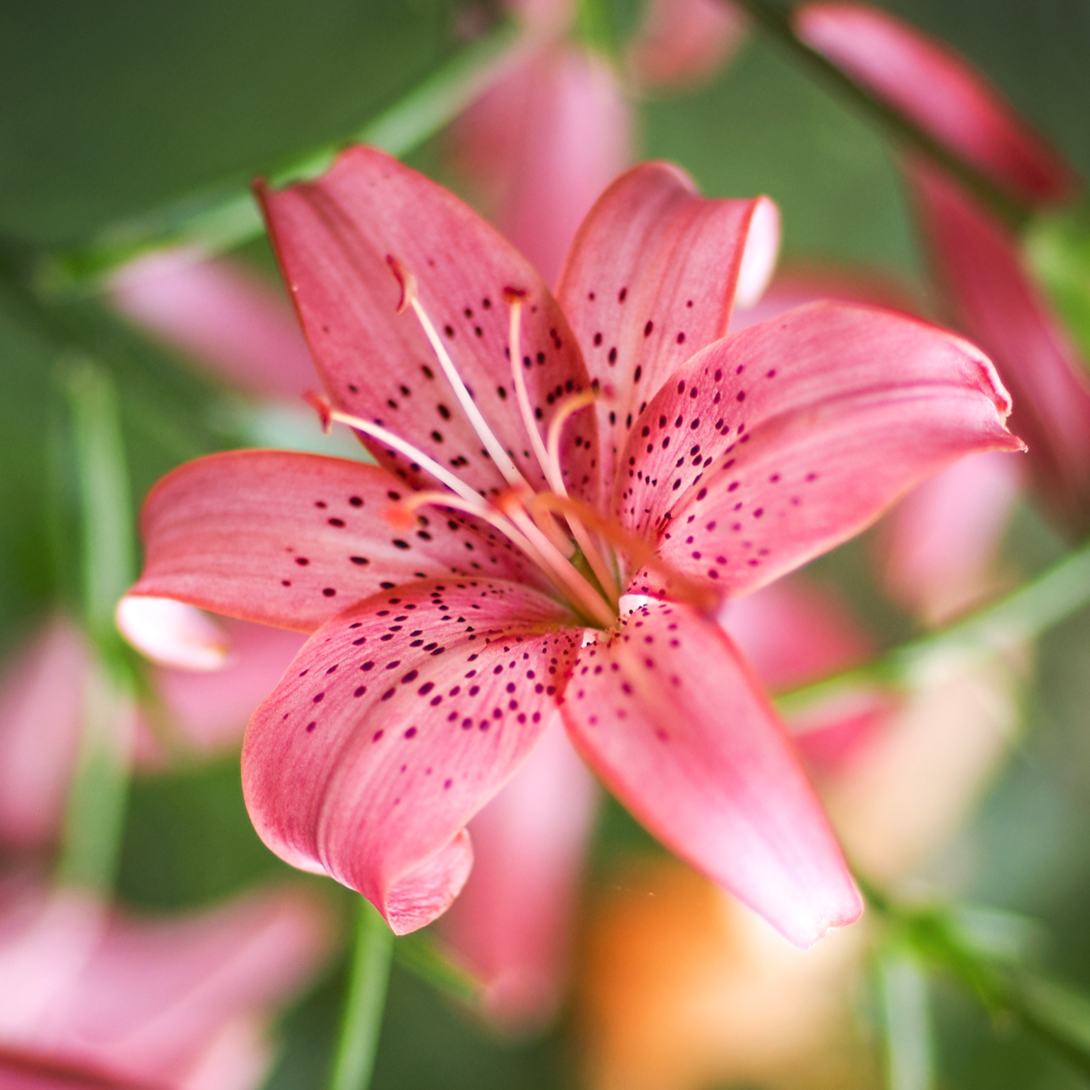 , Гуляев Алексей