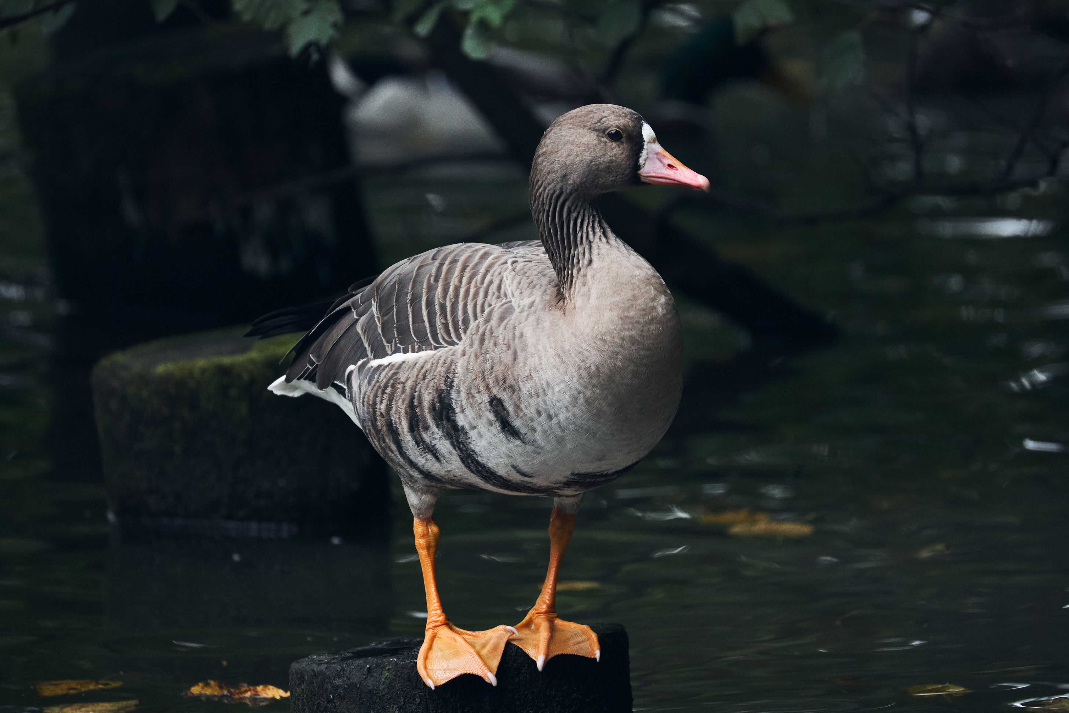 , ssmirs Сергей