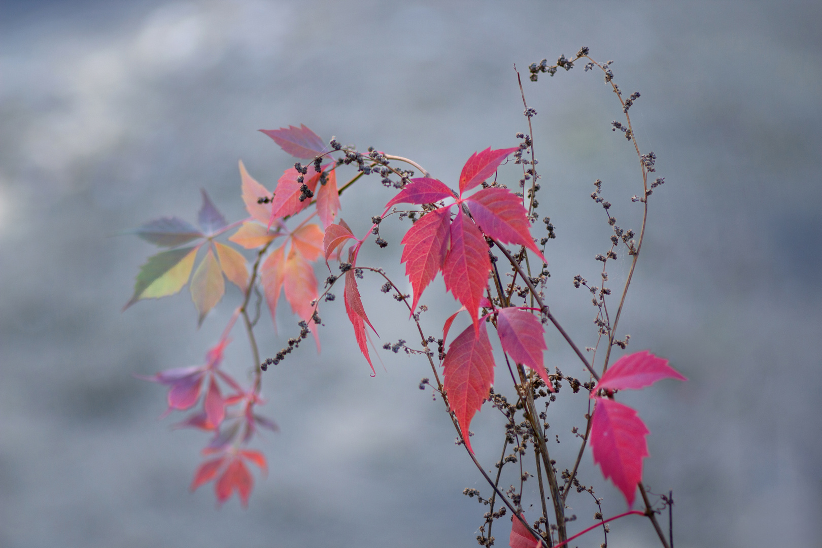 девичий виноград пятилисточковый, Александр Канцур