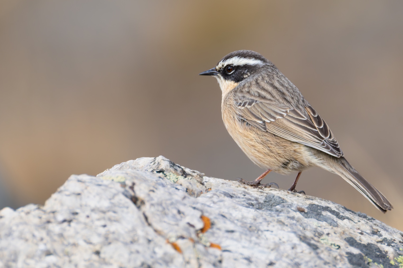 бледная завирушка, завирушка, птицы, Ruslan Pl
