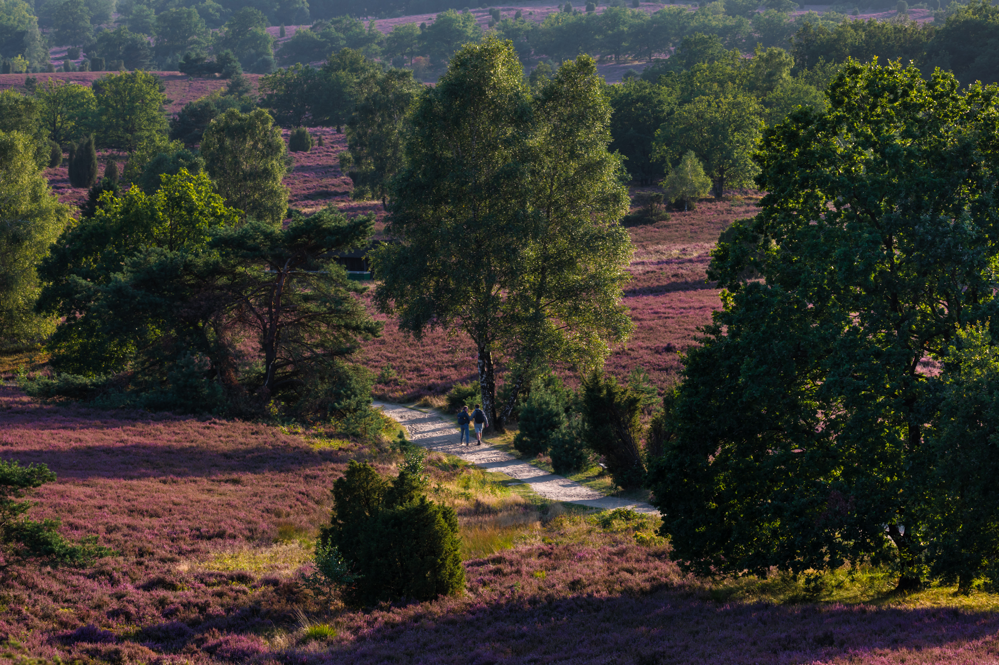 , Евгения Чех