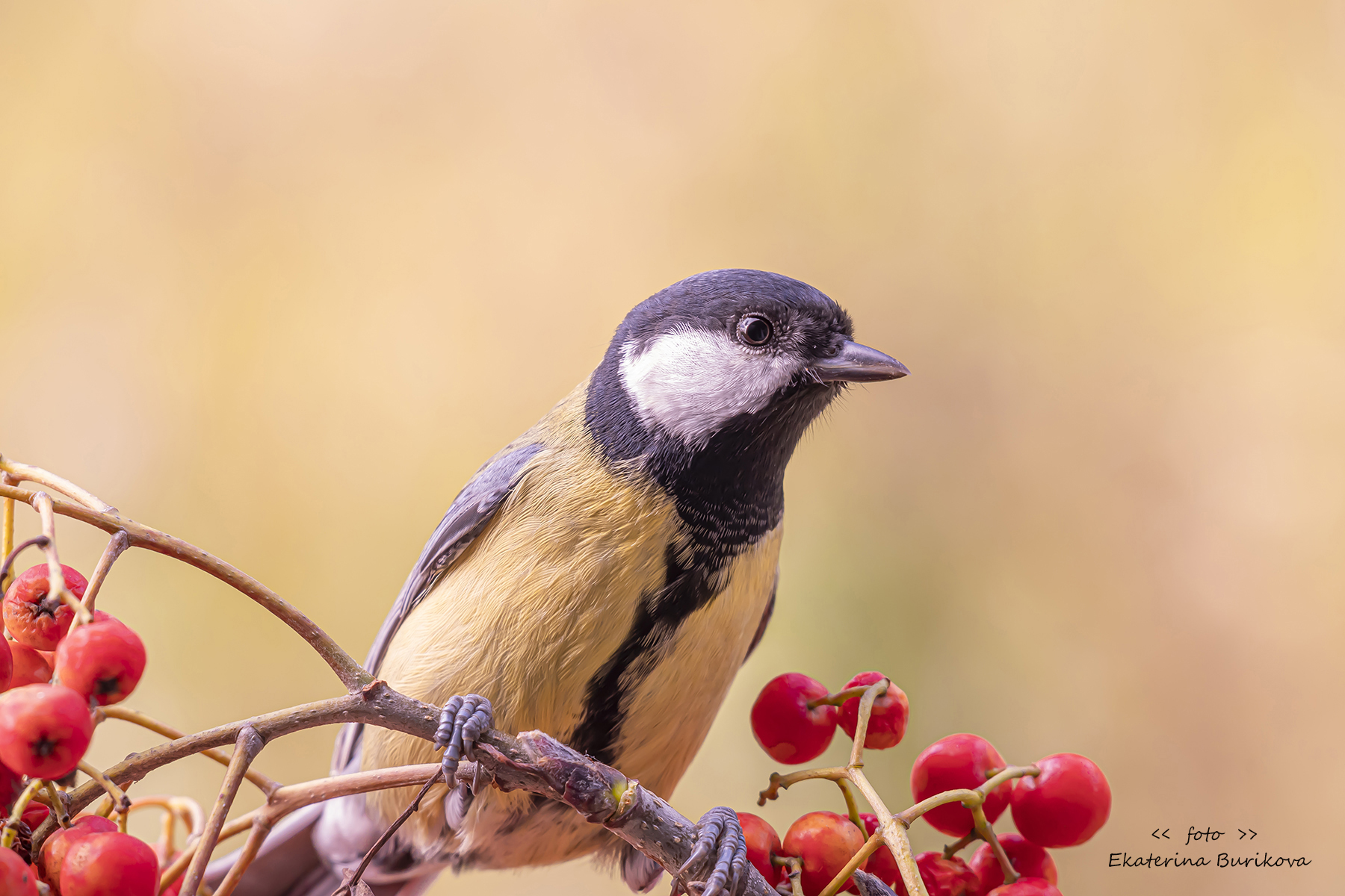 , Бурикова Екатерина