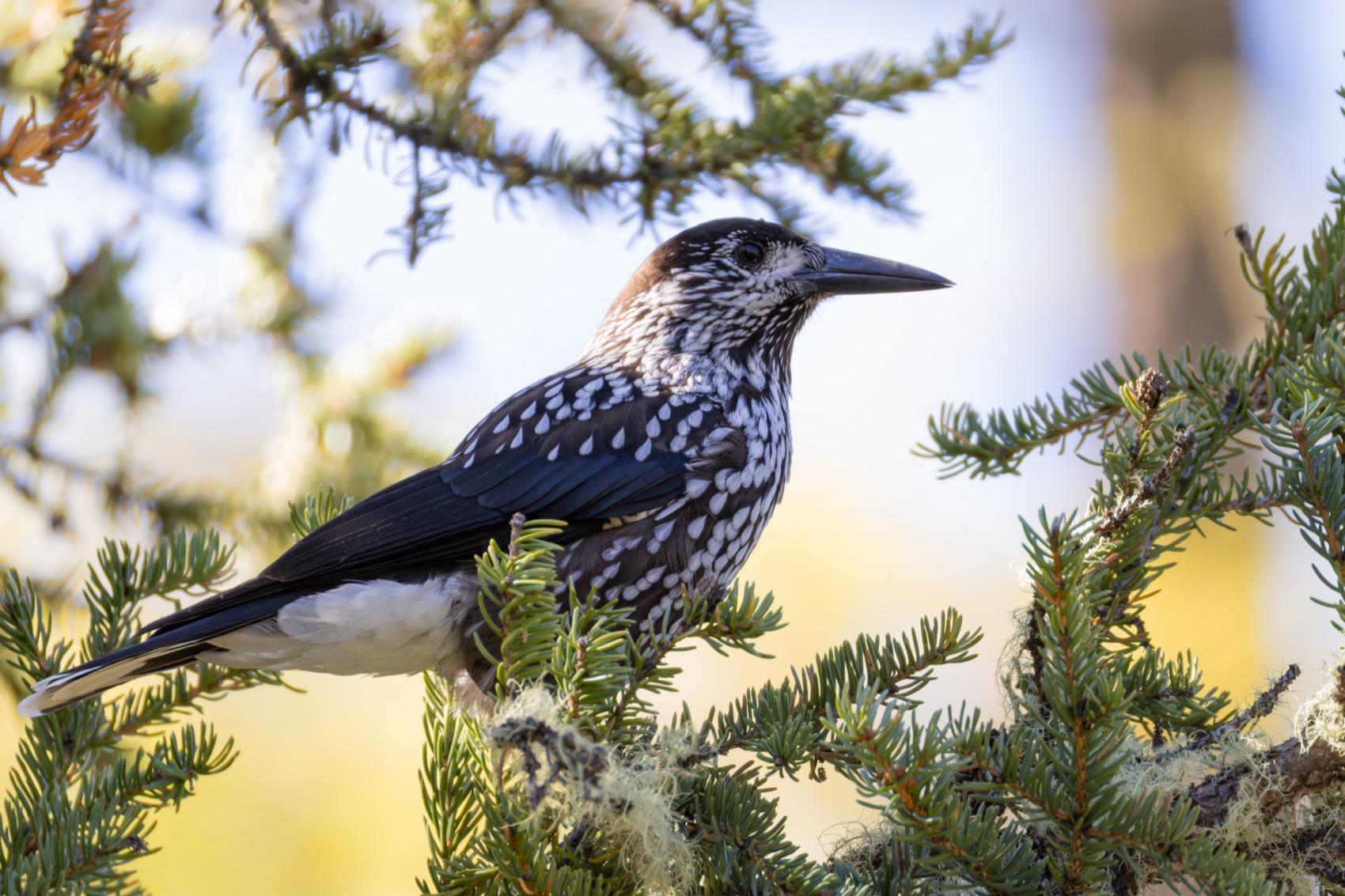 кедровка, птицы, алтай, Ruslan Pl