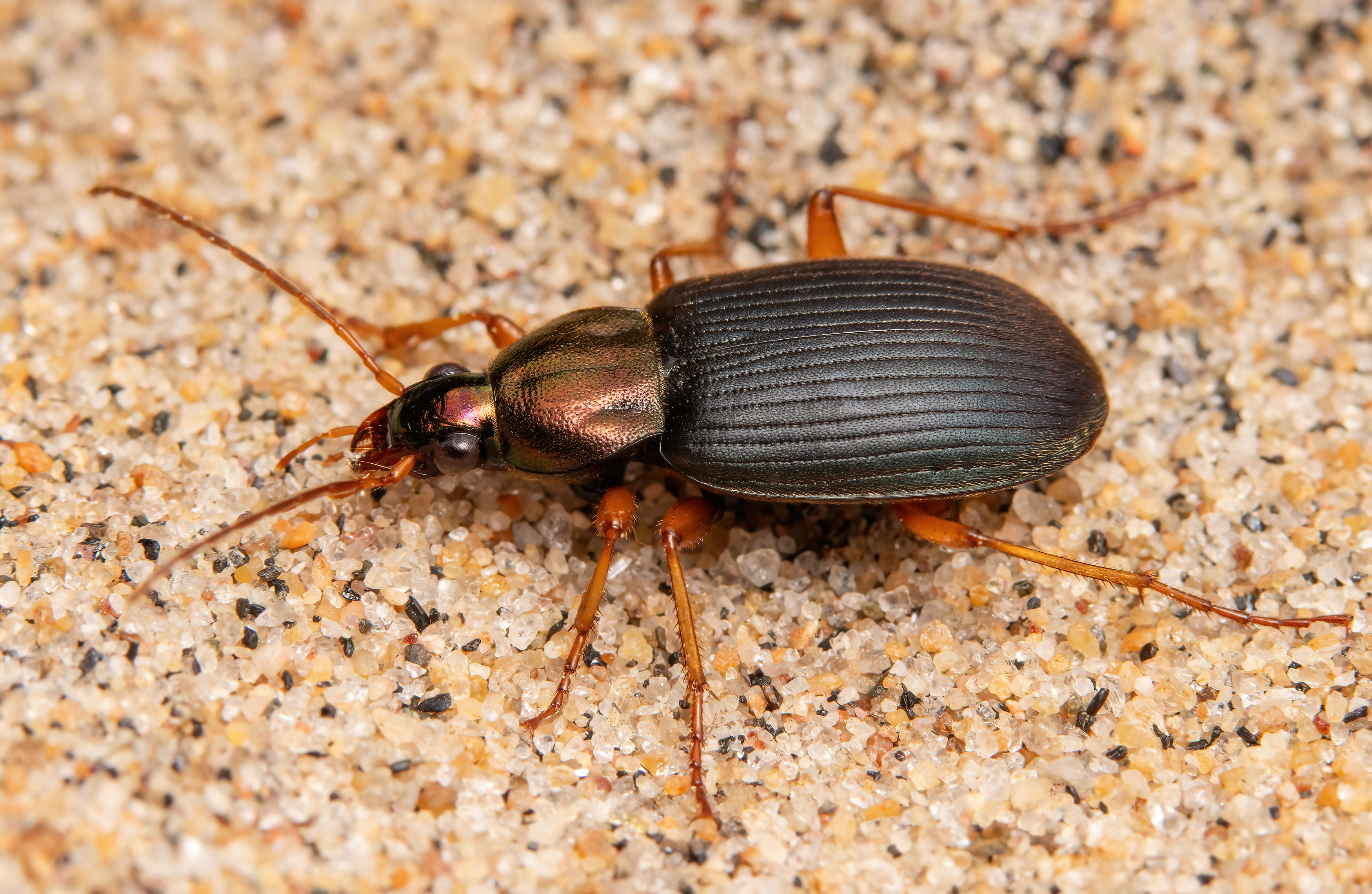 макрофото, макрофотографии, фотомакро, насекомые, макромир, макрофотограф, макроаддикт, макро_мир, naturelovers, naturelover, naturephotography, macrolove, macro_love, biodiversity, macrophotography, macro, macronature, entomology, arthropods, arthropod, ,  Stephane