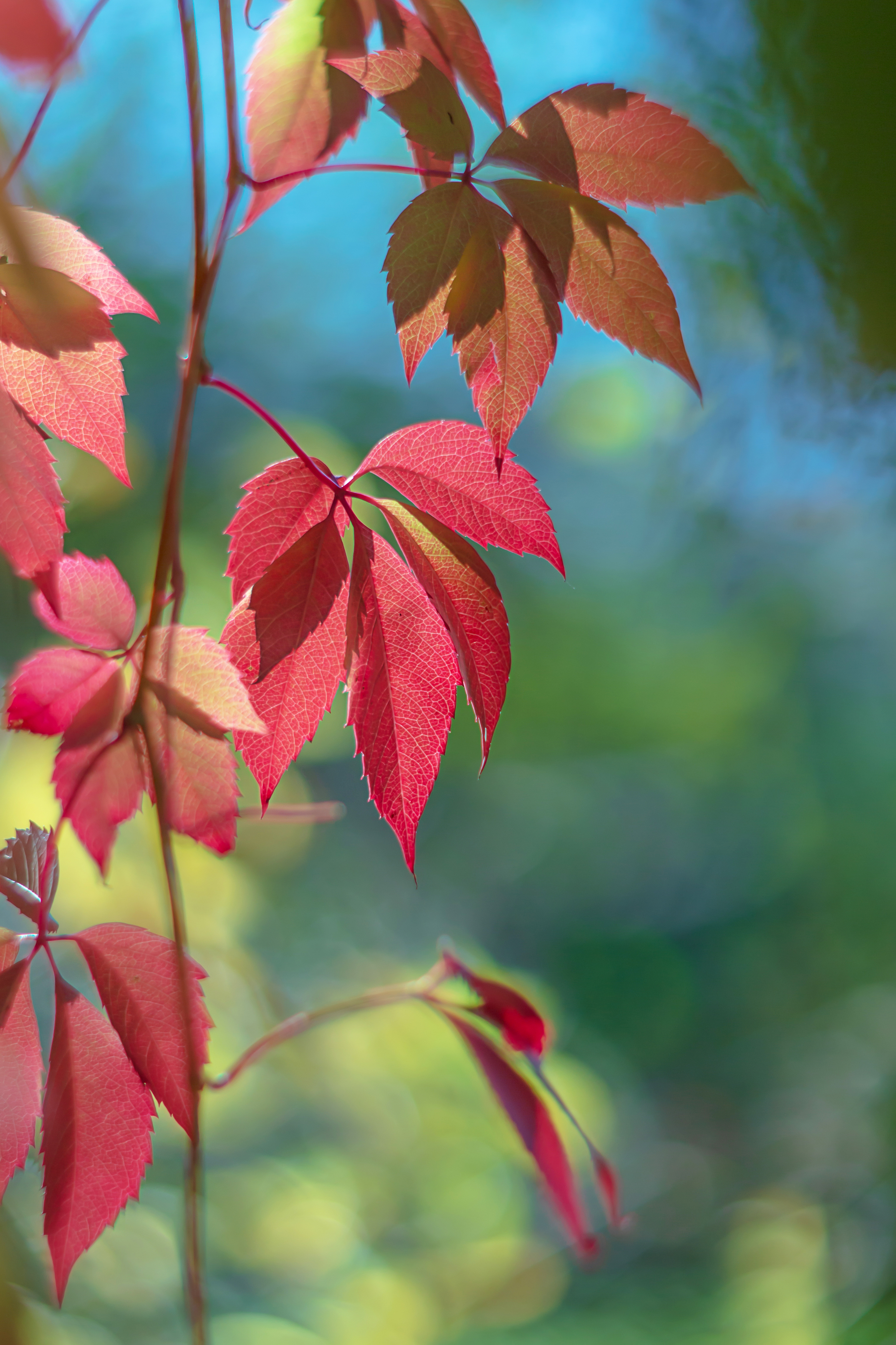 , Обидина Мария