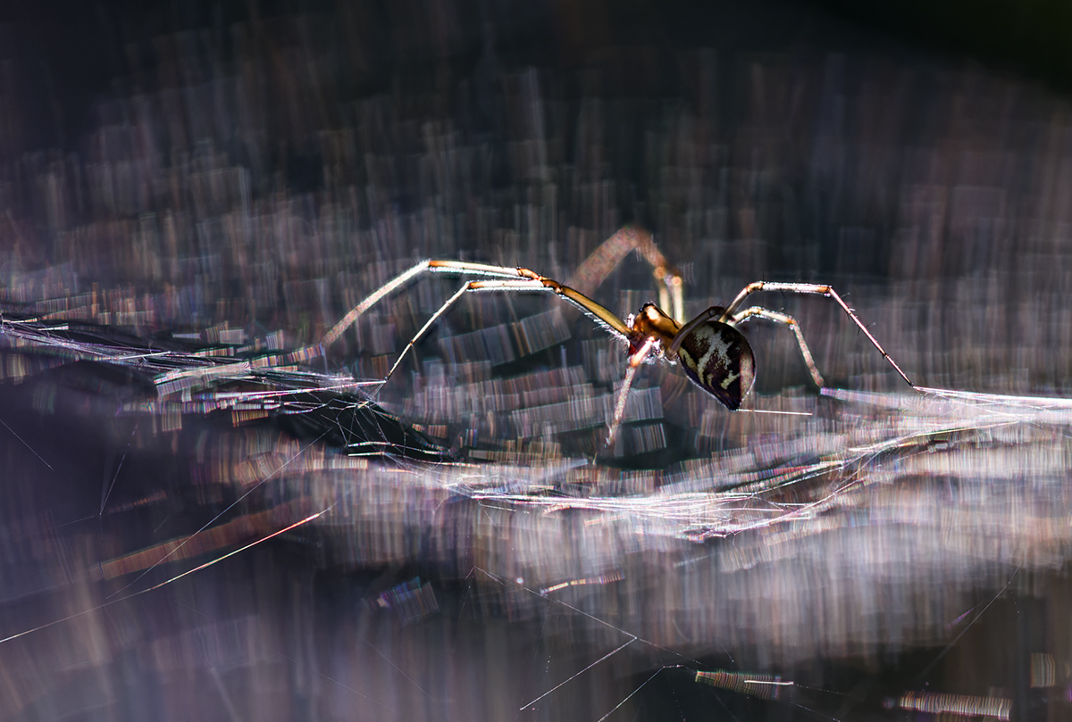 макро, паук, spider, macro, Хилько Марина