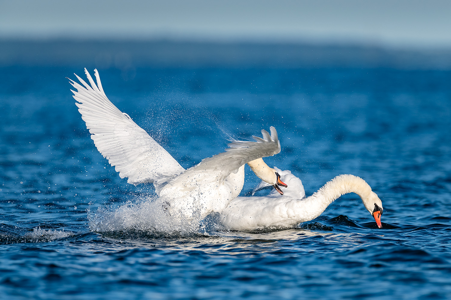 , Абросимов Александр