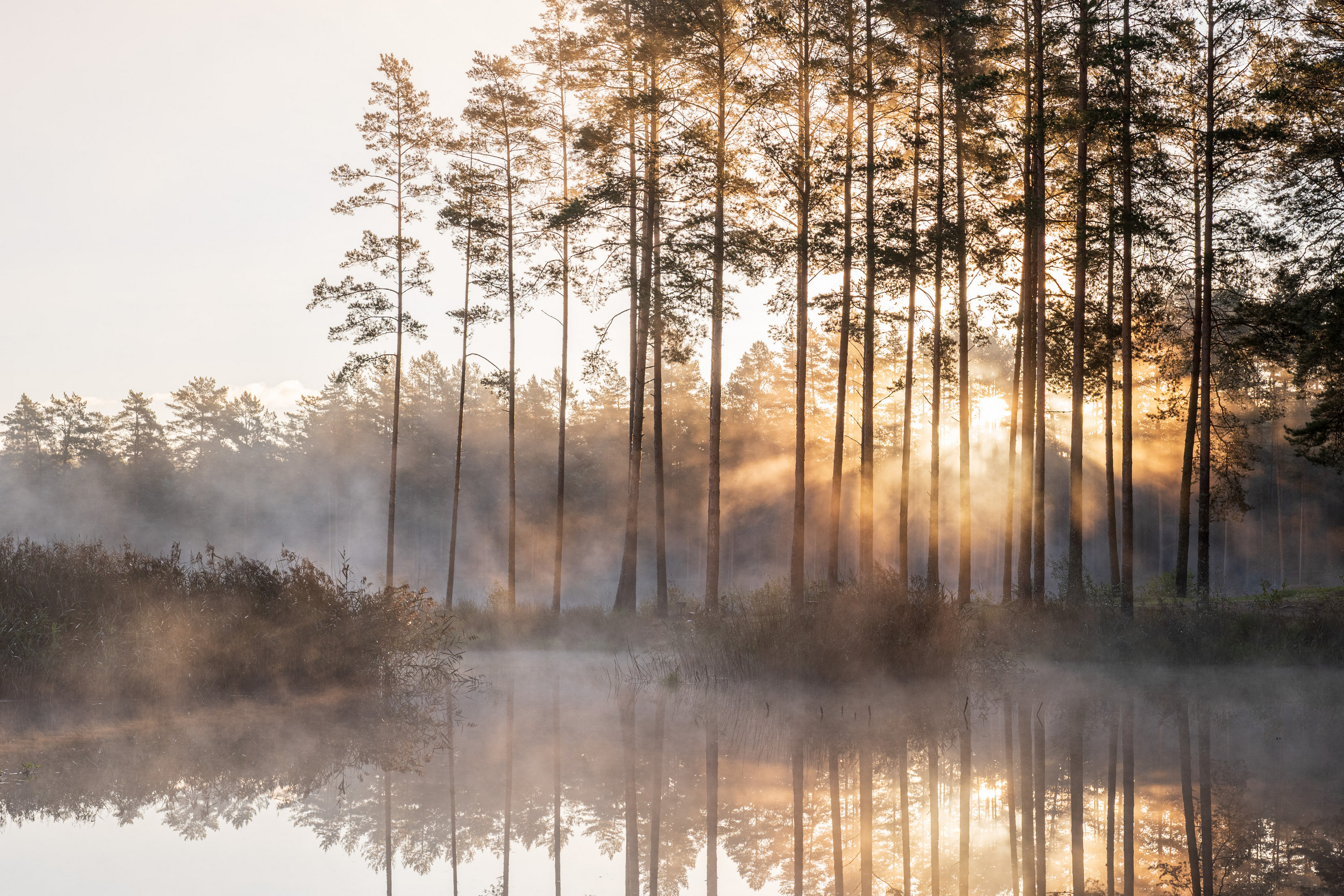 , Гордон Николай