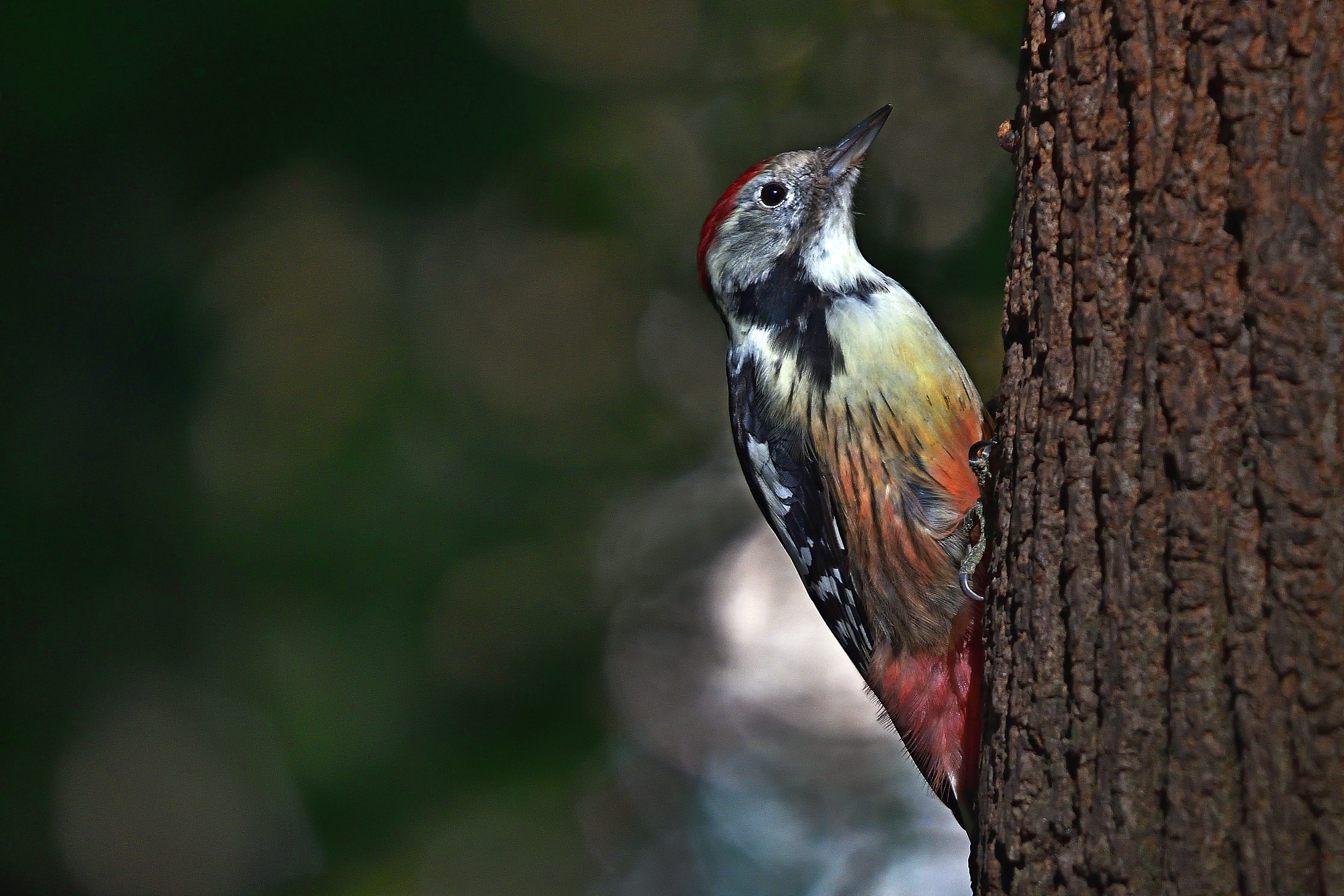 , Корнейчук Игорь