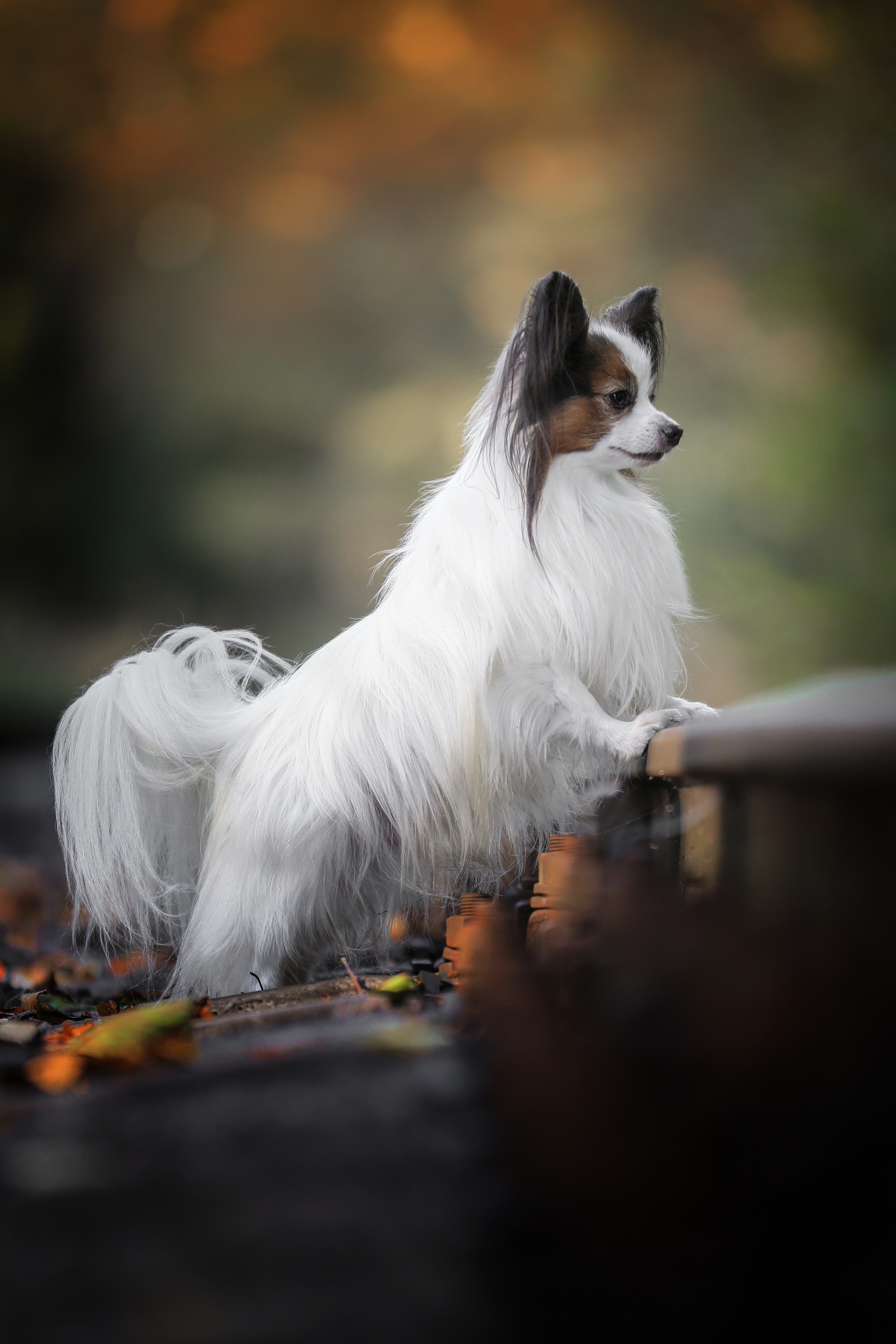 , Андрей Ершов