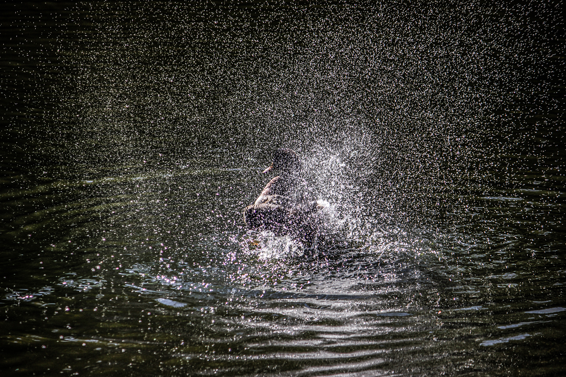 утка, брызги, солнце, КарОл