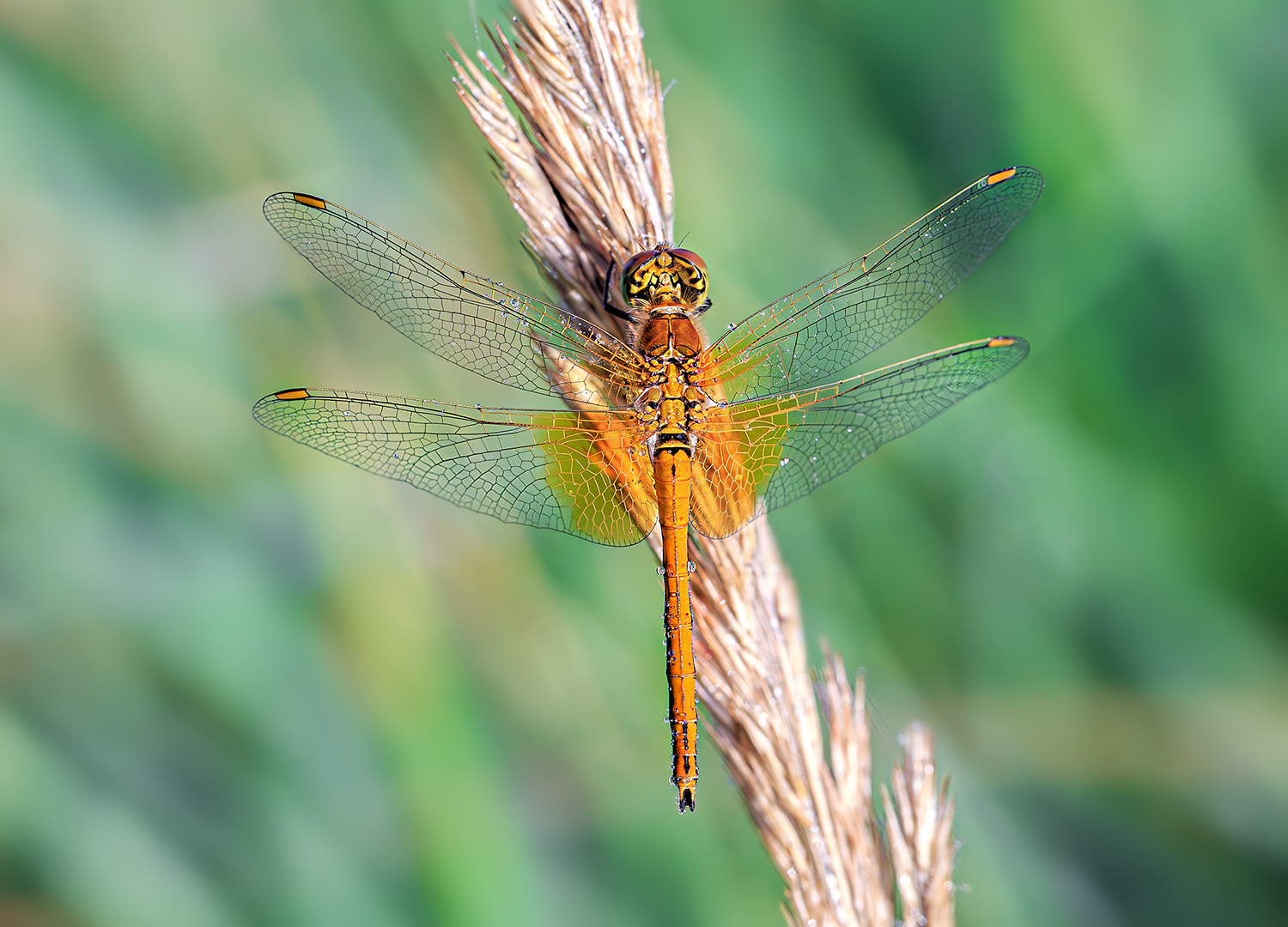 стрекоза, роса, утро, лето, июль, Борис Новиков