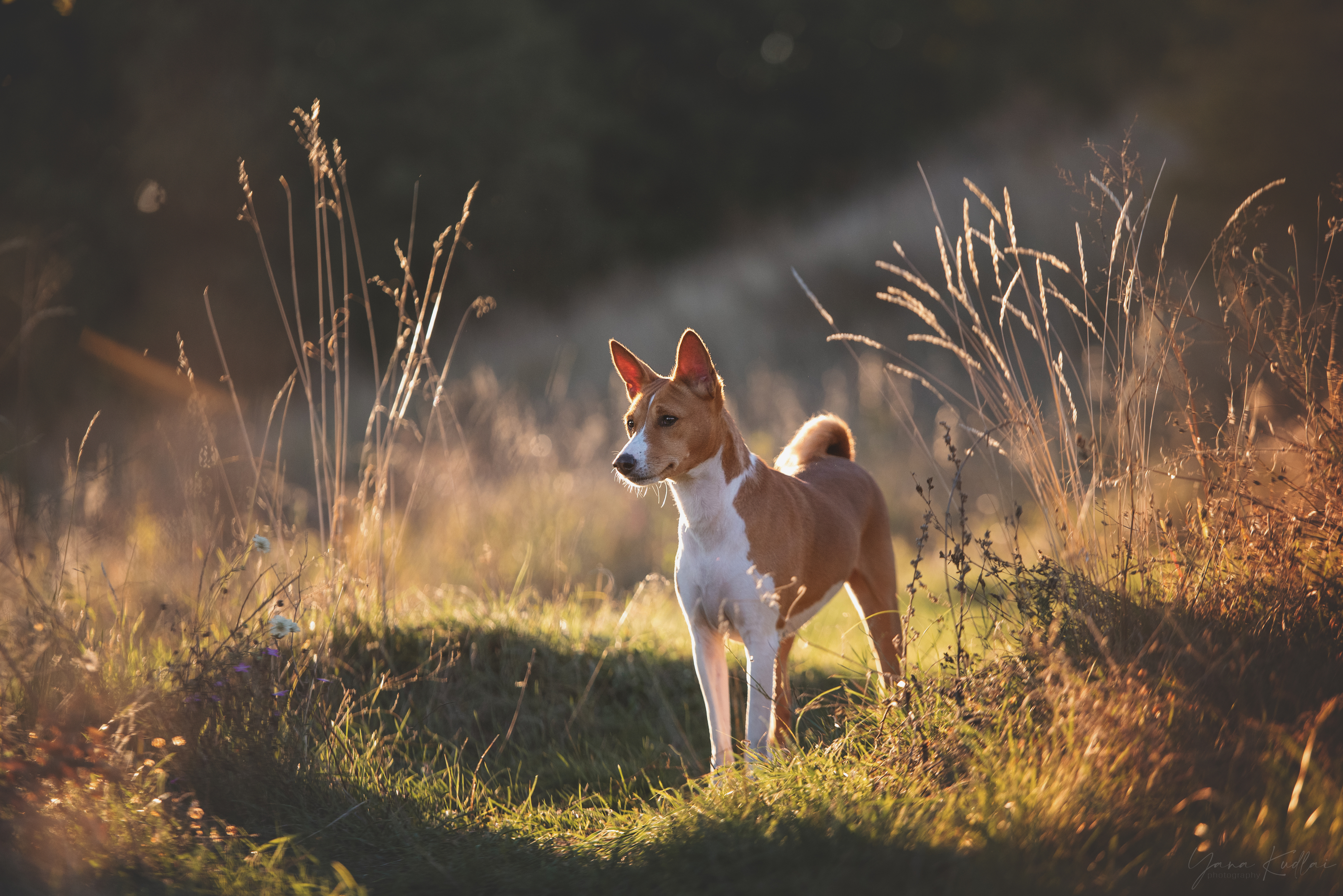 , Кудлай Яна