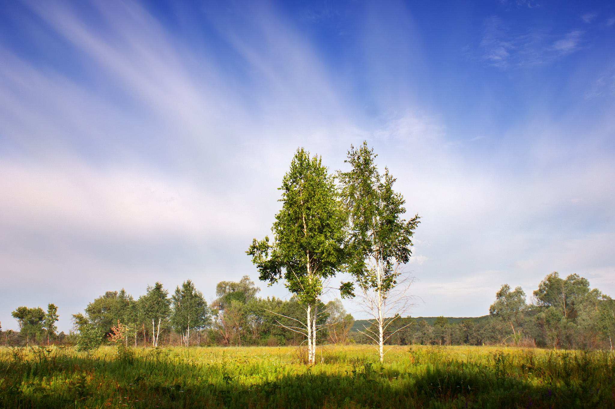 landscape, sky, birches, meadow, morning, Виктор Тулбанов