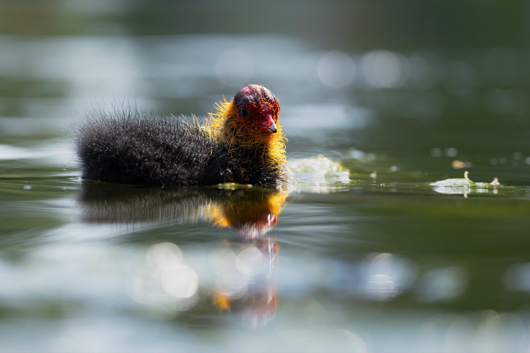 птицы, лысуха, птенец, лысенок, лысята, Ruslan Pl