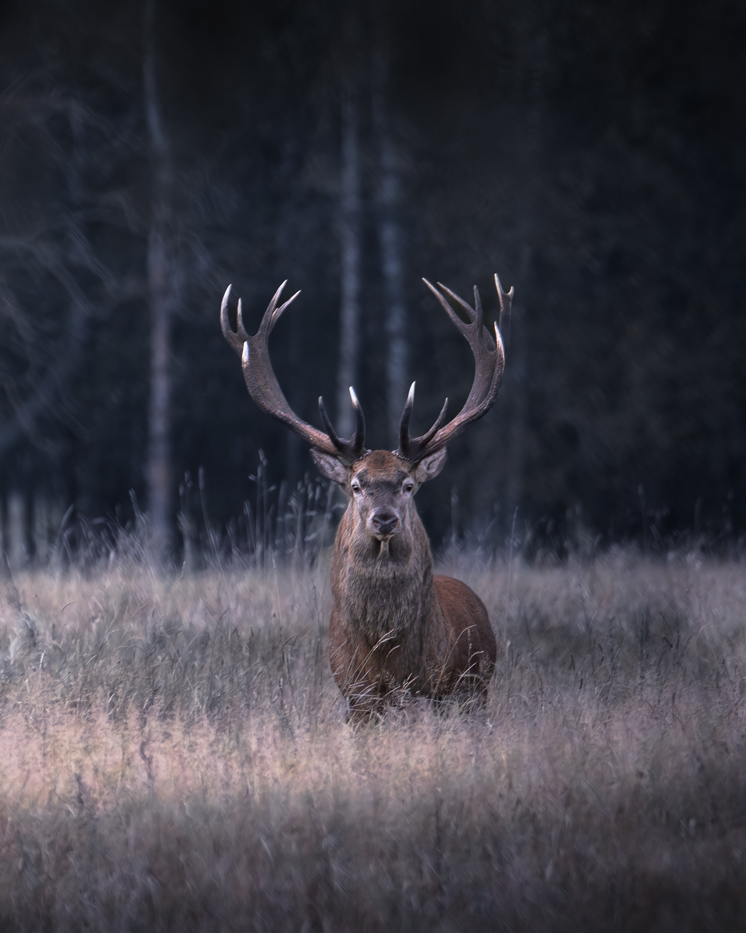 , Фабричный Роман