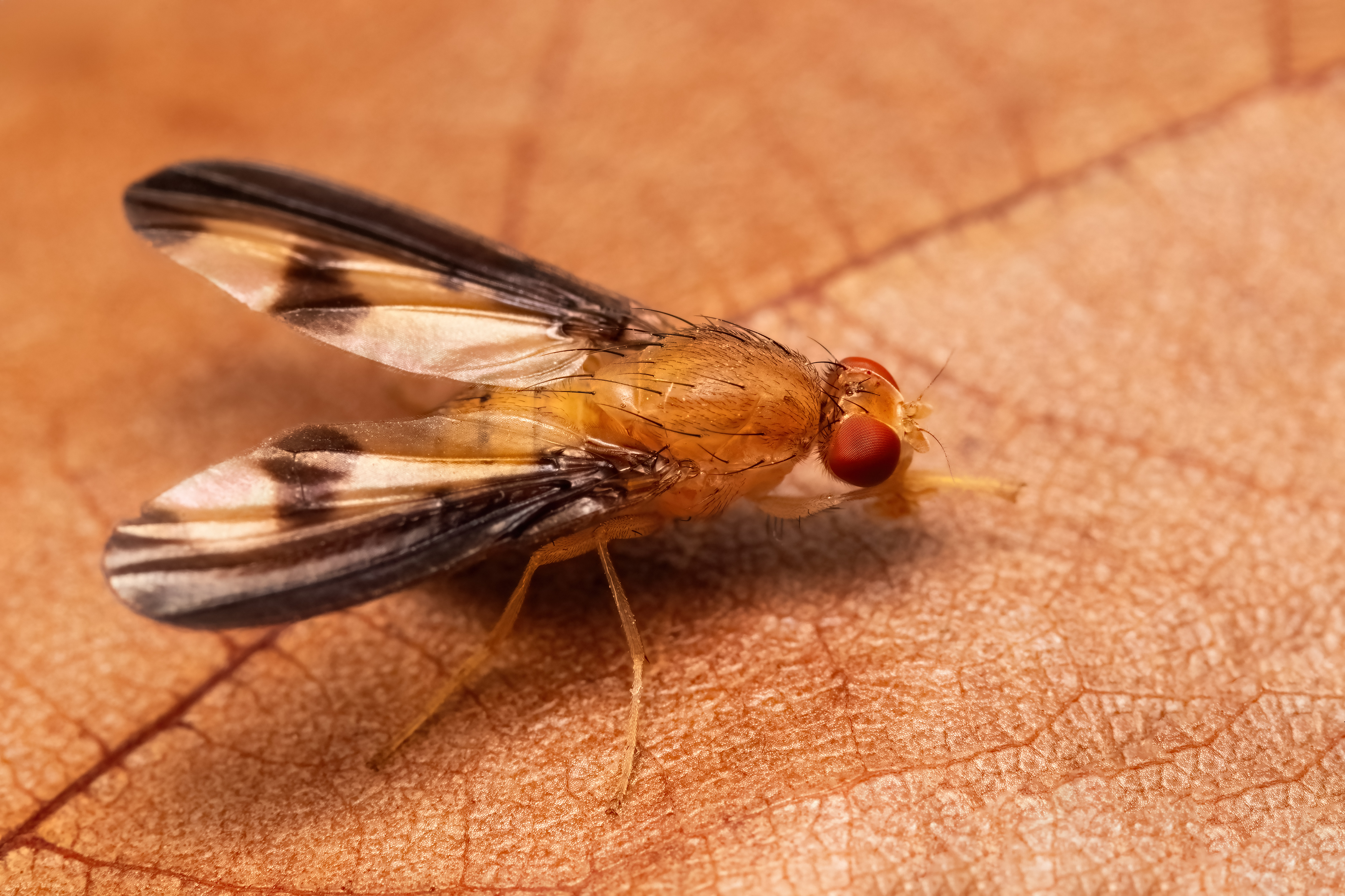 макрофото, макрофотографии, фотомакро, насекомые, макромир, макрофотограф, макроаддикт, макро_мир, naturelovers, naturelover, naturephotography, macrolove, macro_love, biodiversity, macrophotography, macro, macronature, entomology, arthropods, arthropod, ,  Stephane