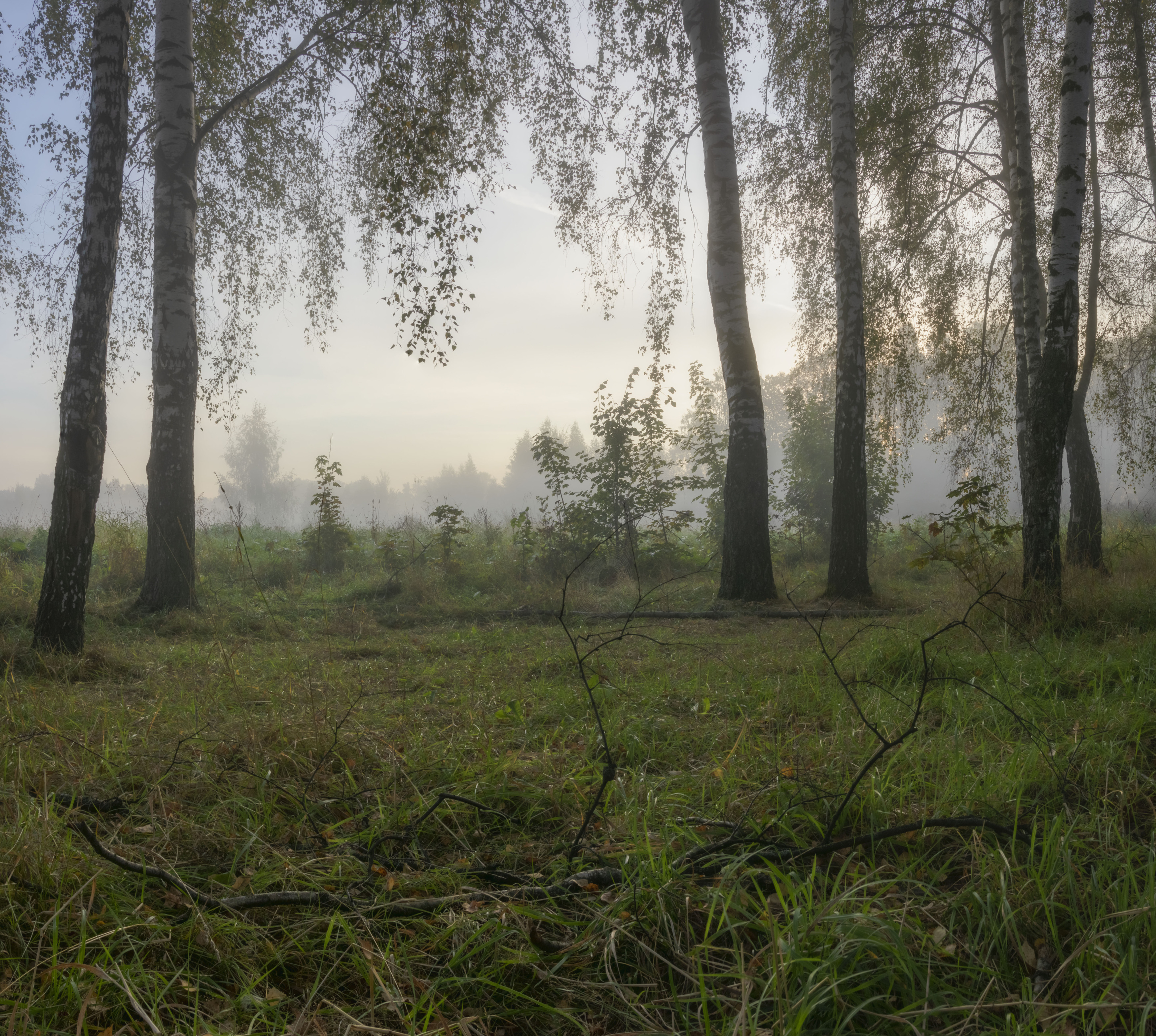 , Бонина Ольга