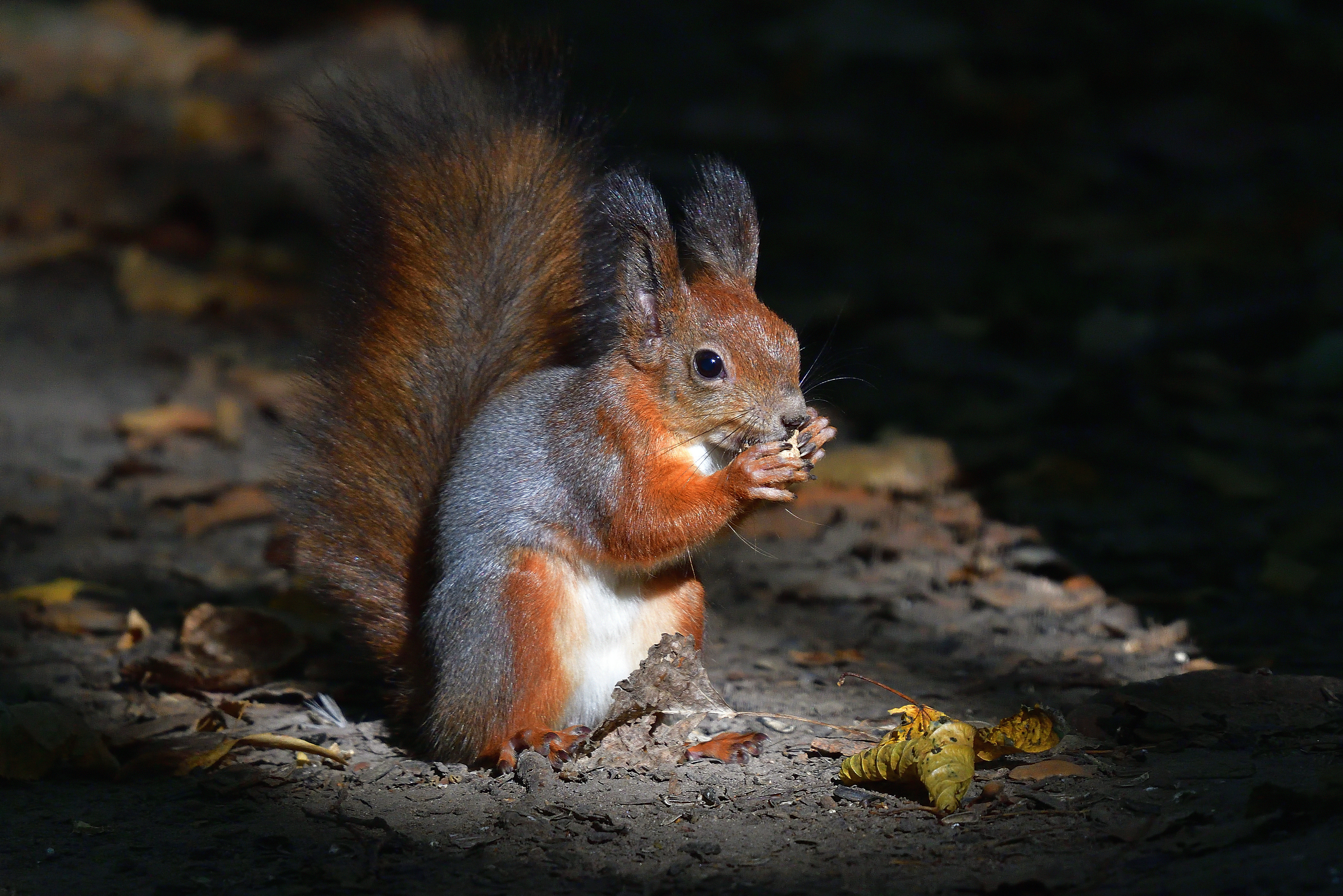 , Корнейчук Игорь