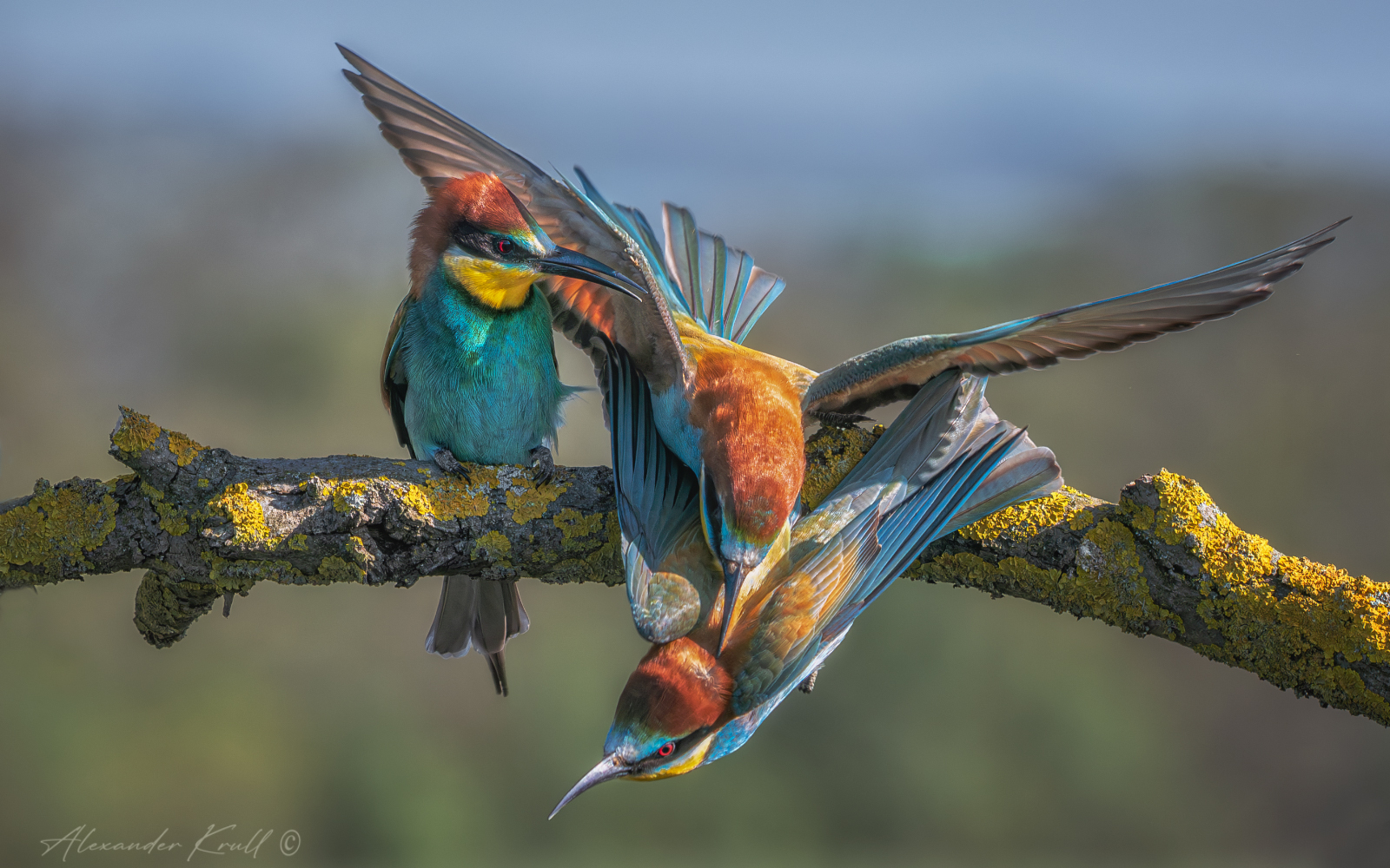 щурка, золотистая щурка, пчелоедка, merop apiaster, Круль Александр