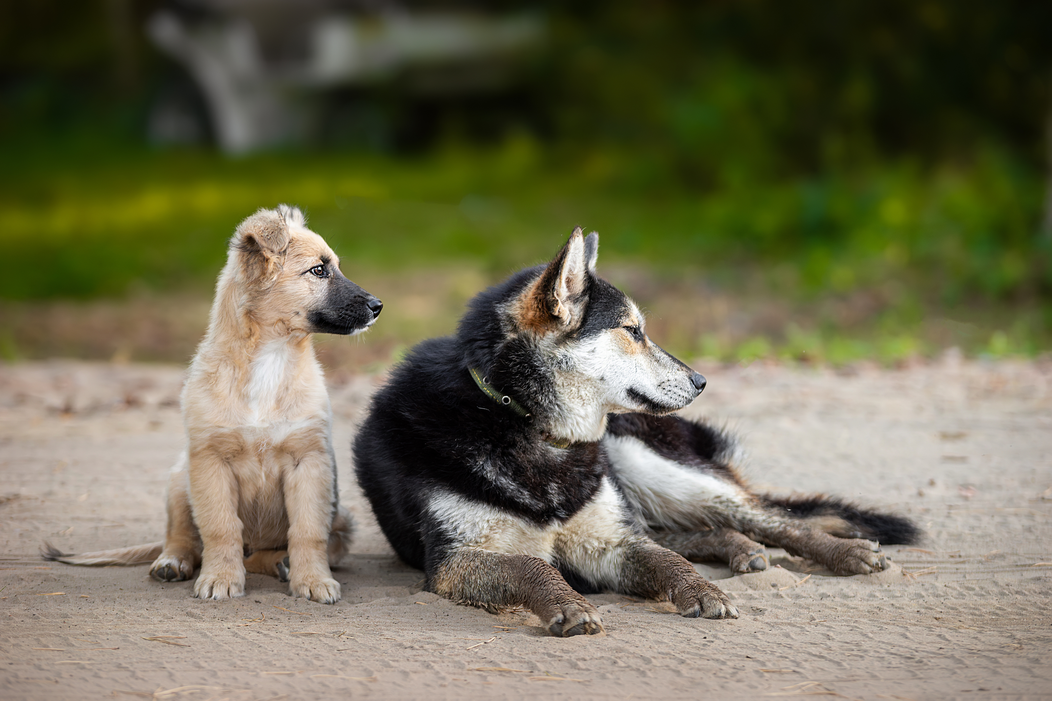 , Корнеев Алексей
