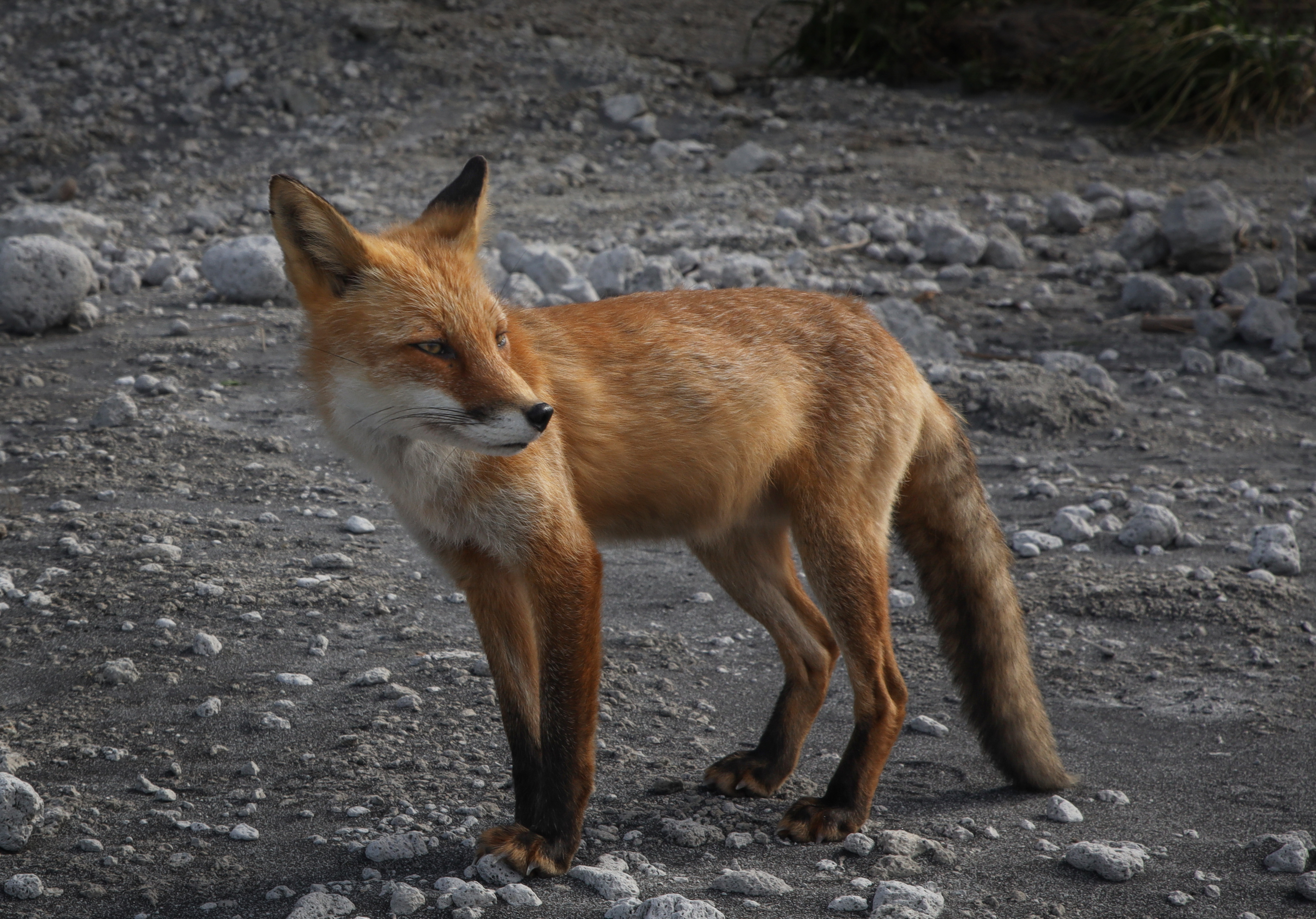 , Артем Удодов