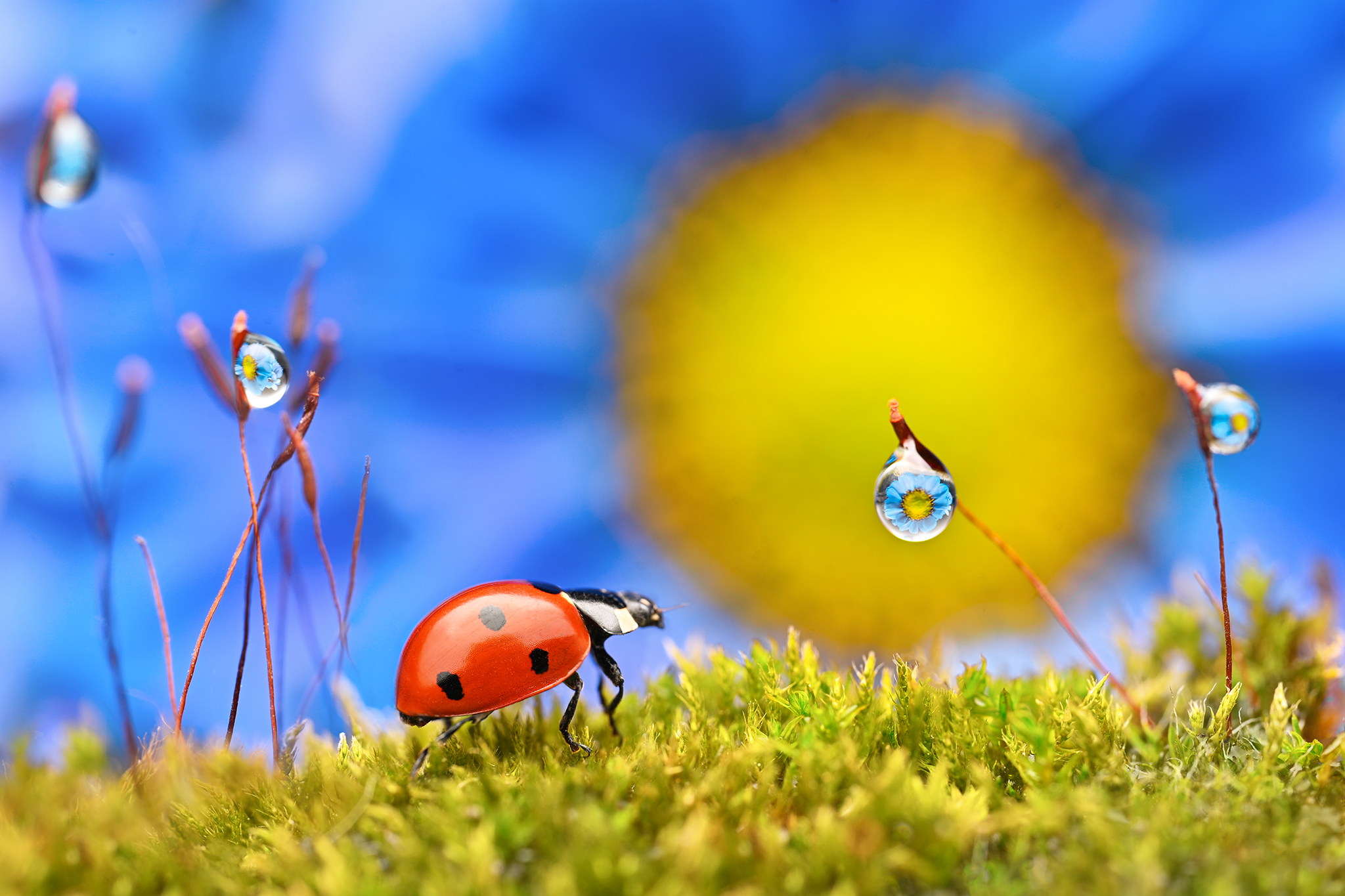 ceclii, macro, Tsvetan Ganev