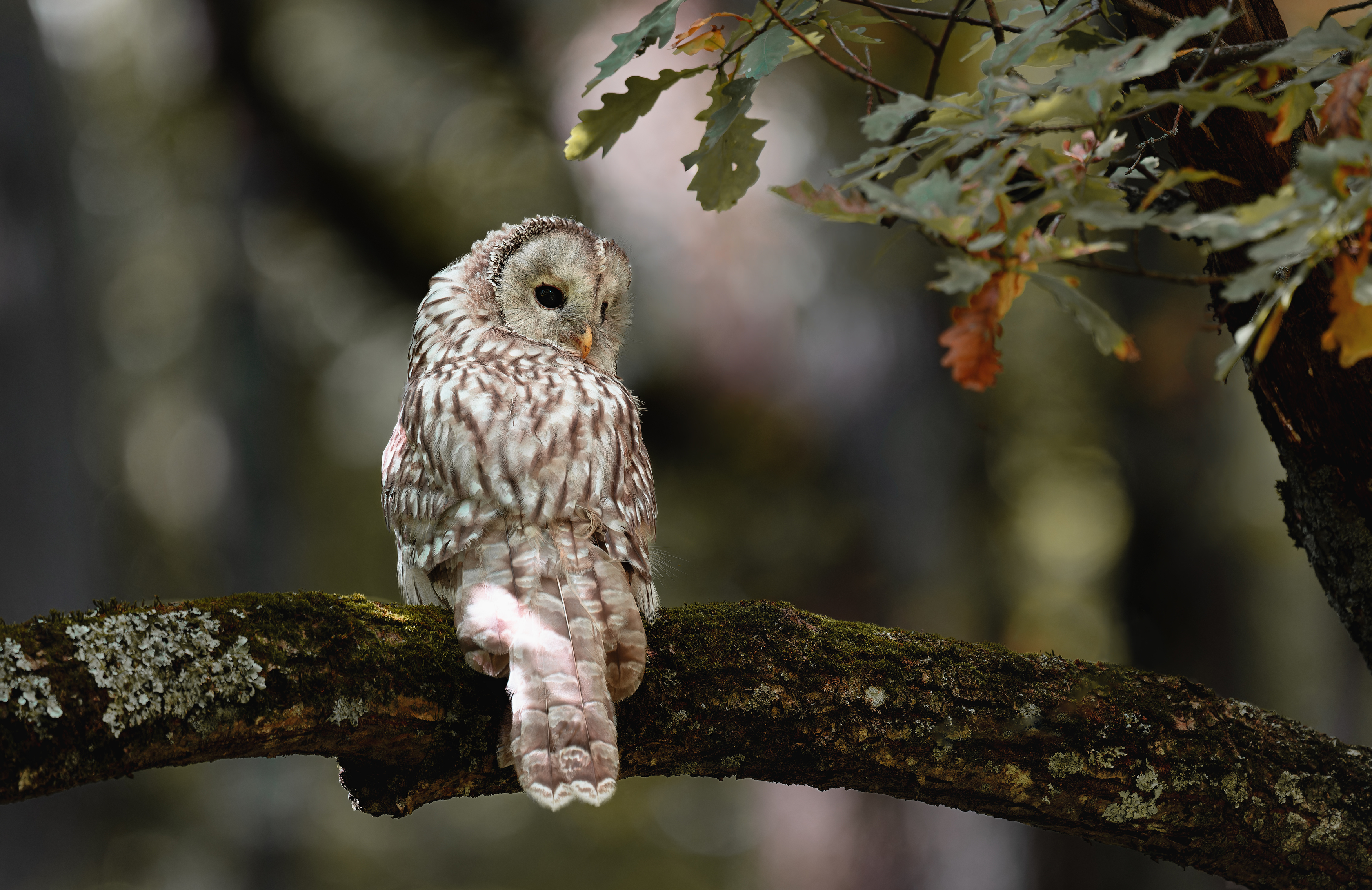 , Ширяев Константин