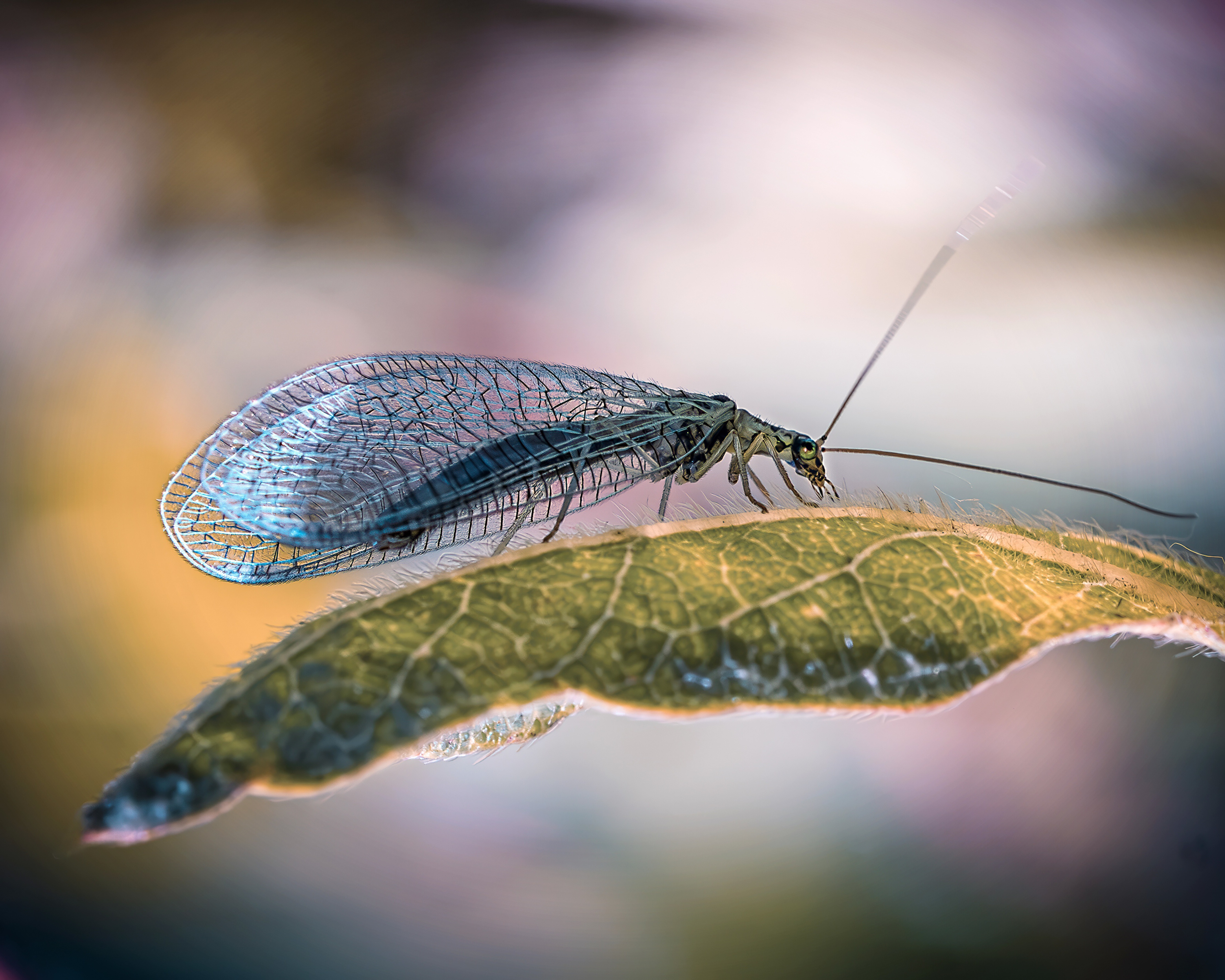 , Ворожцова Марина