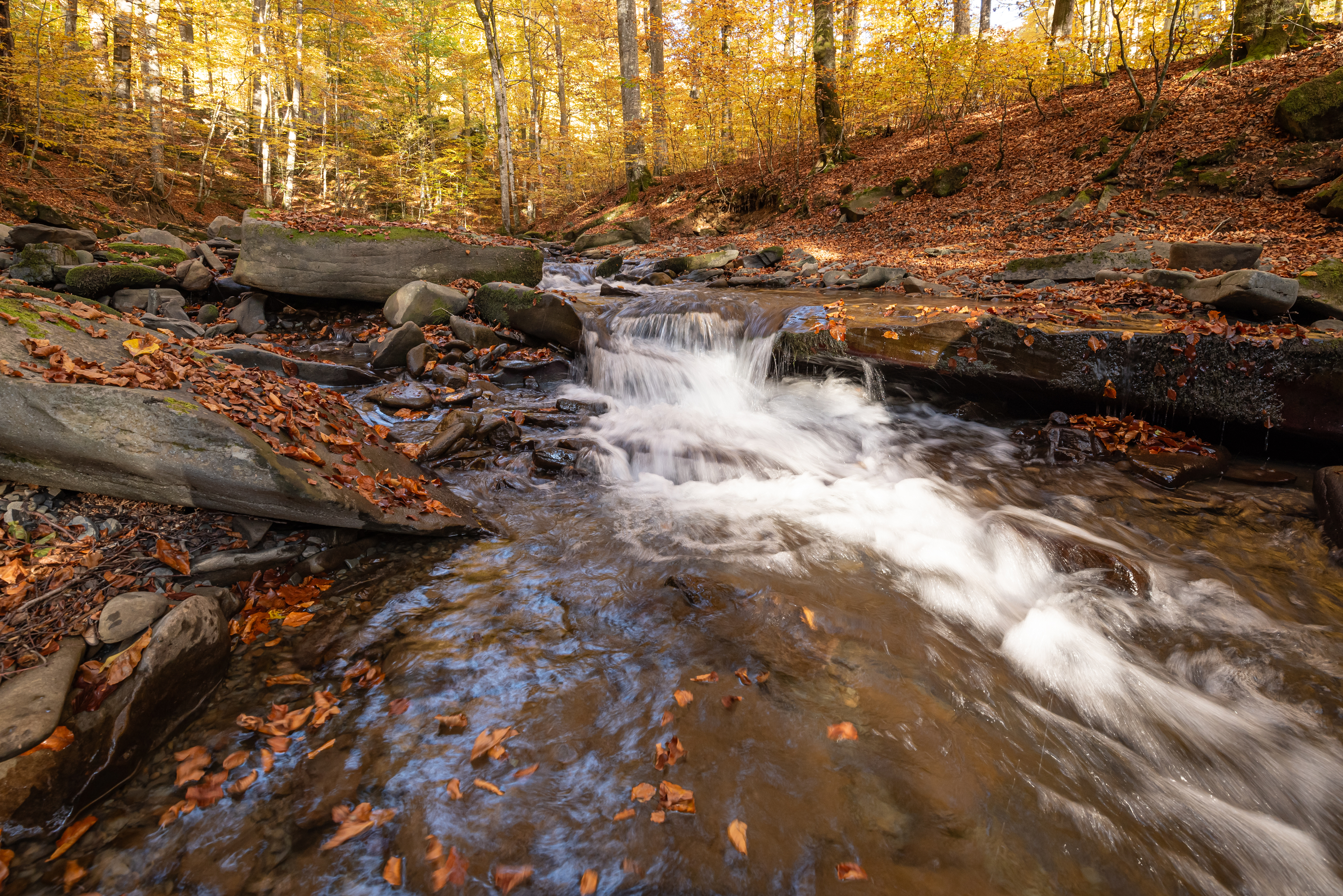 лес, река, листопад, осень, Степанова Татьяна