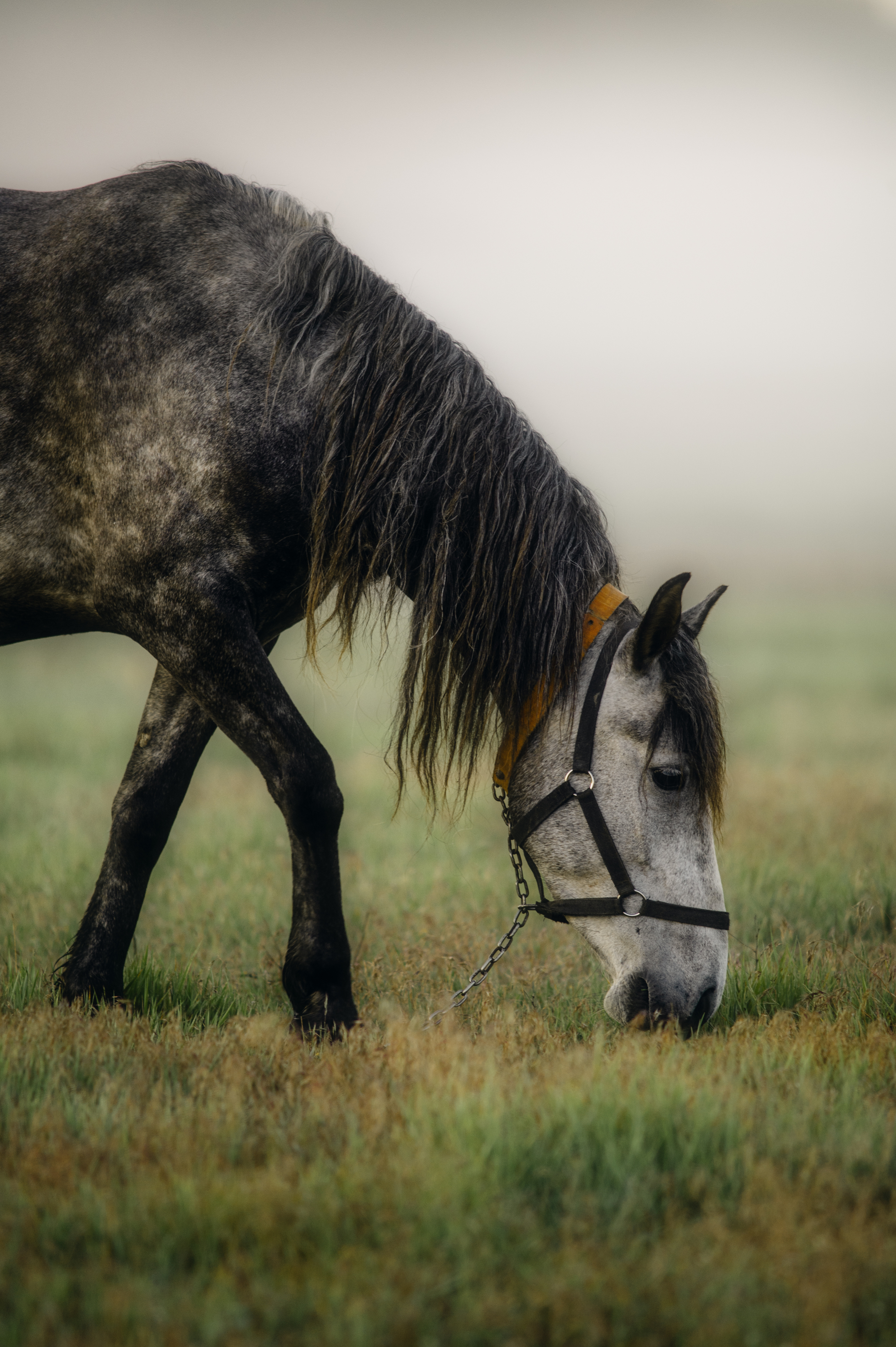 лошадь, конь, животное, природа, утро, рассвет, туман, пастбище, трава, еда, корм, мир, спокойствие, красота, крупный план., Oleg Suhenсo