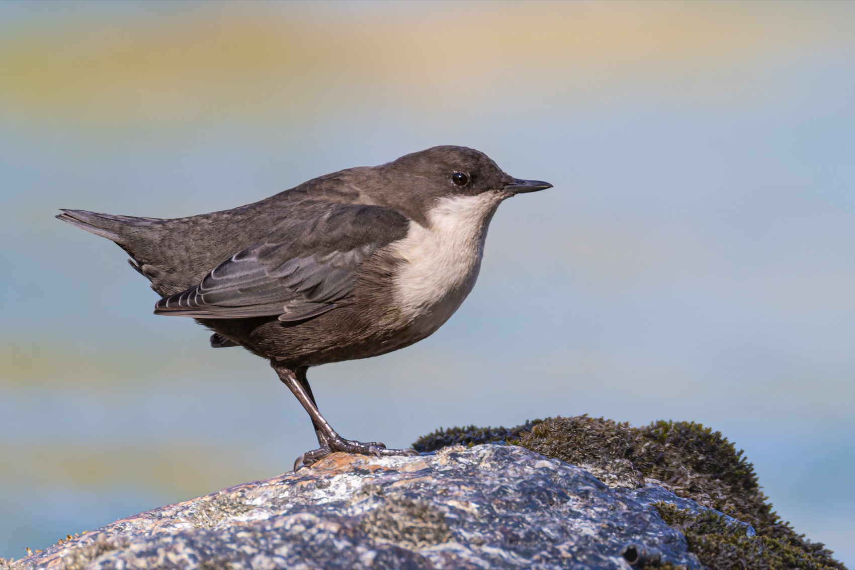 оляпка, птицы, Ruslan Pl
