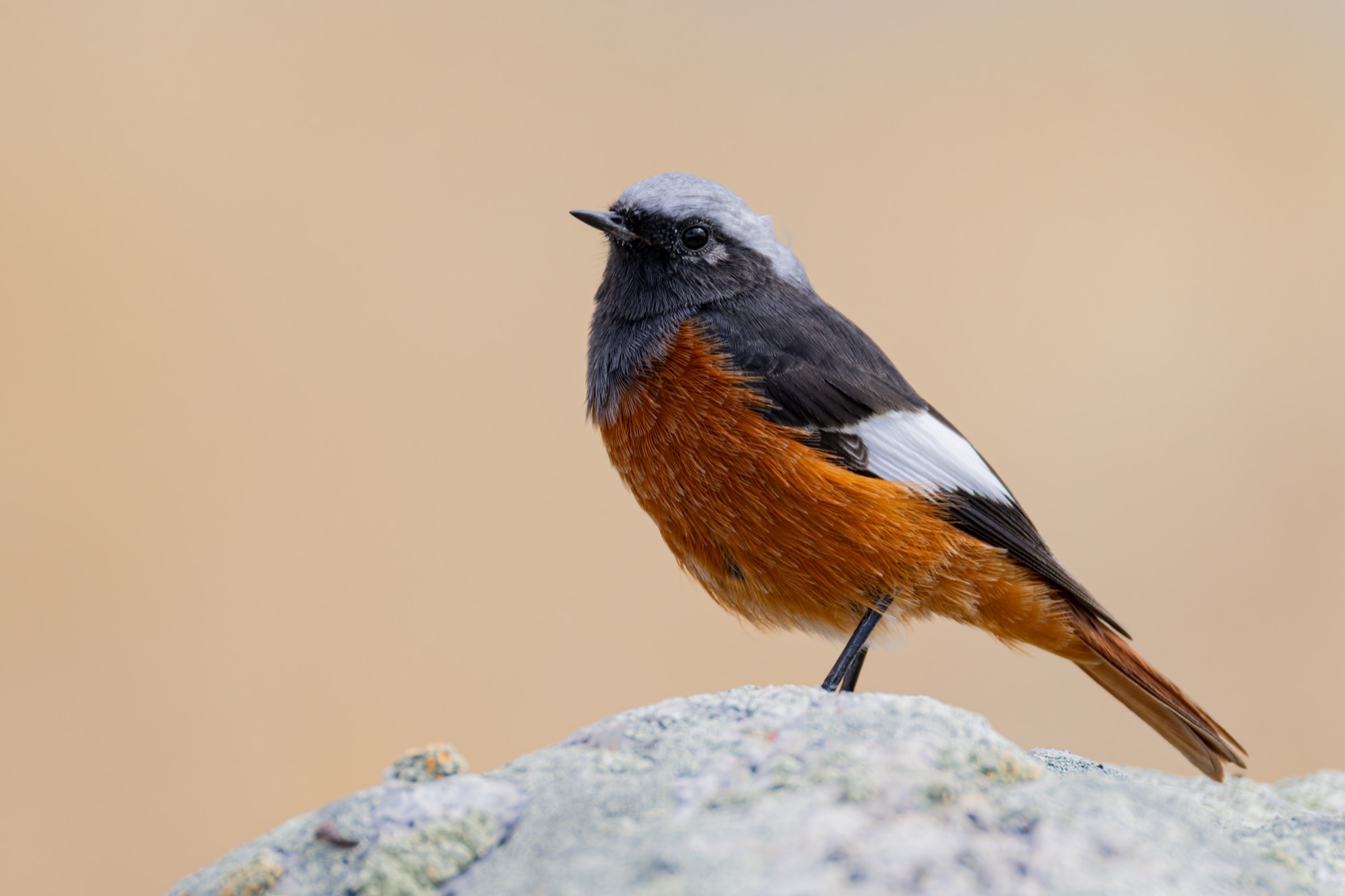 краснобрюхая горихвостка, птицы, горихвостка, алтай, Ruslan Pl