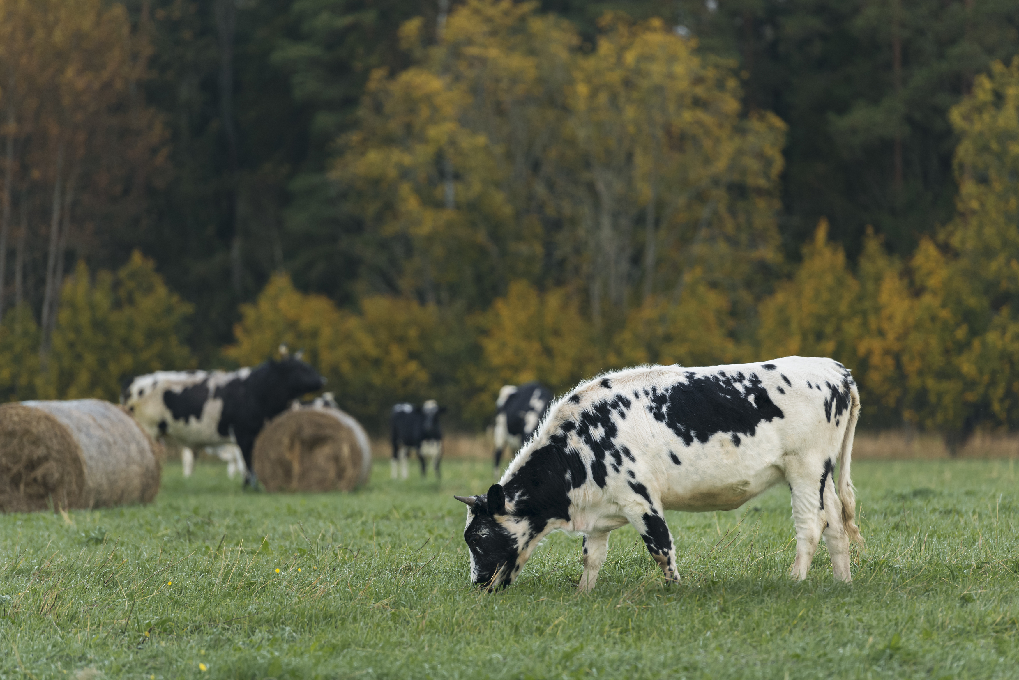 , Максим Вышарь