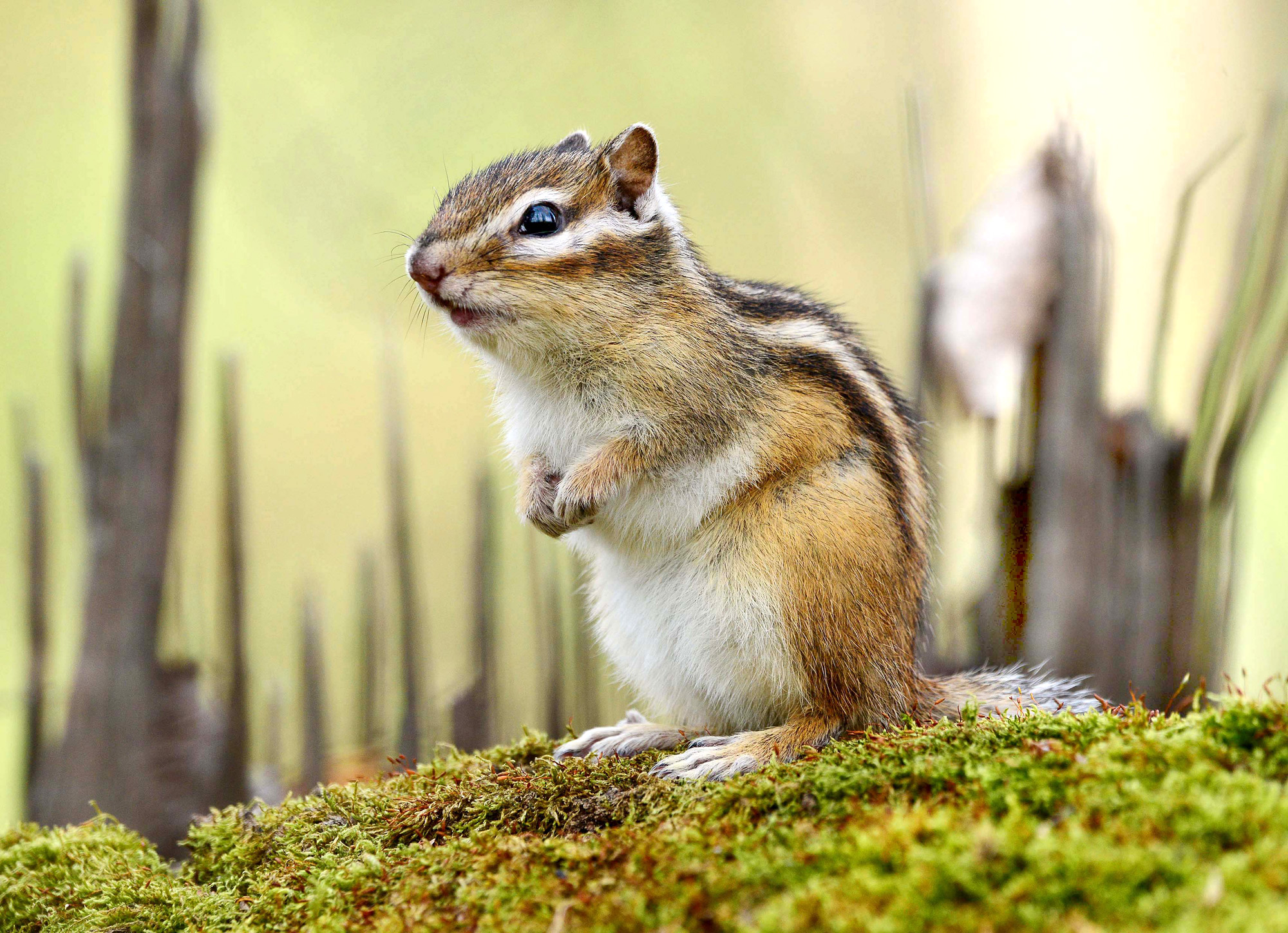 , Белоусов Михаил