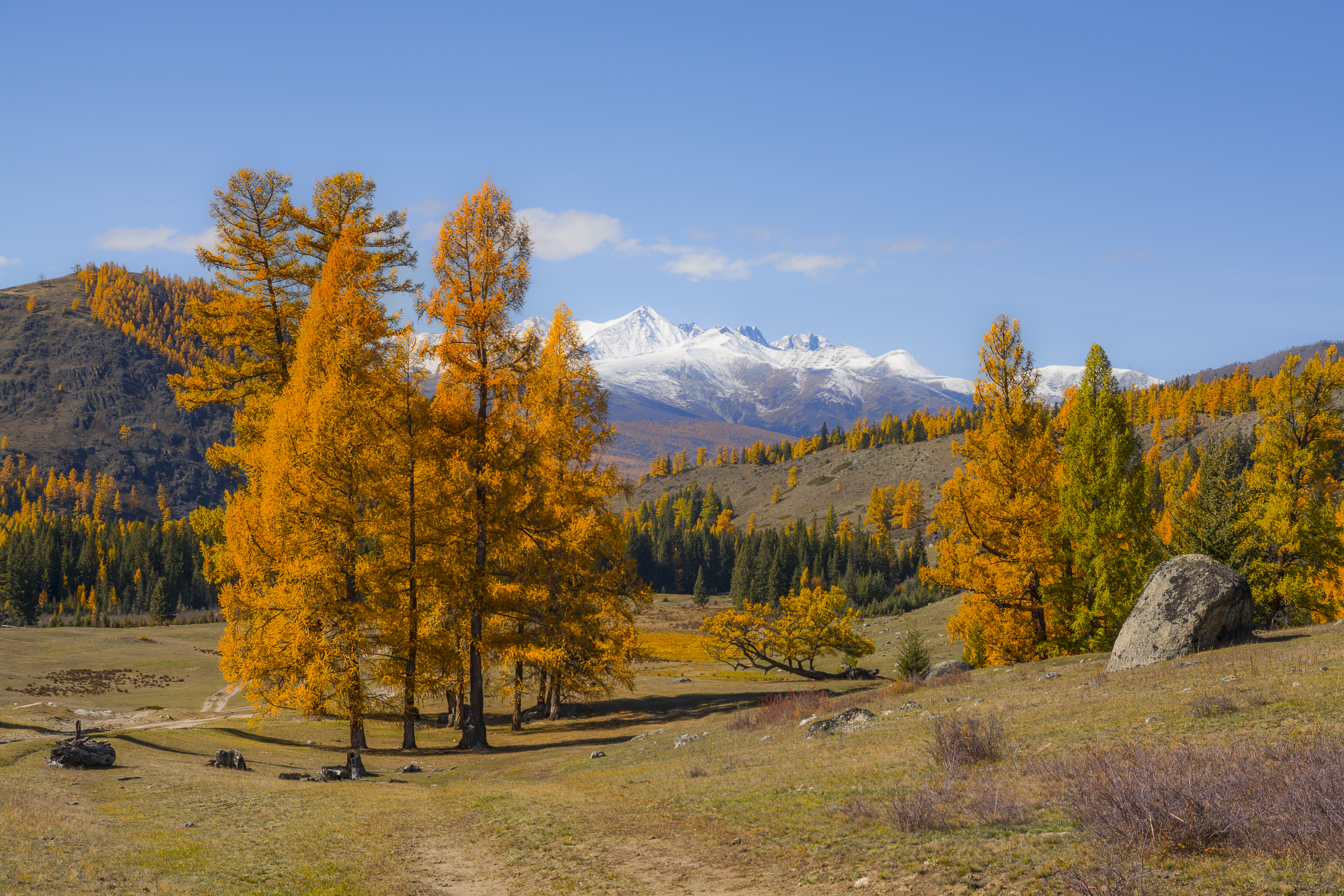 россия, горный алтай, осень, лиственницы, Андрей Поляков