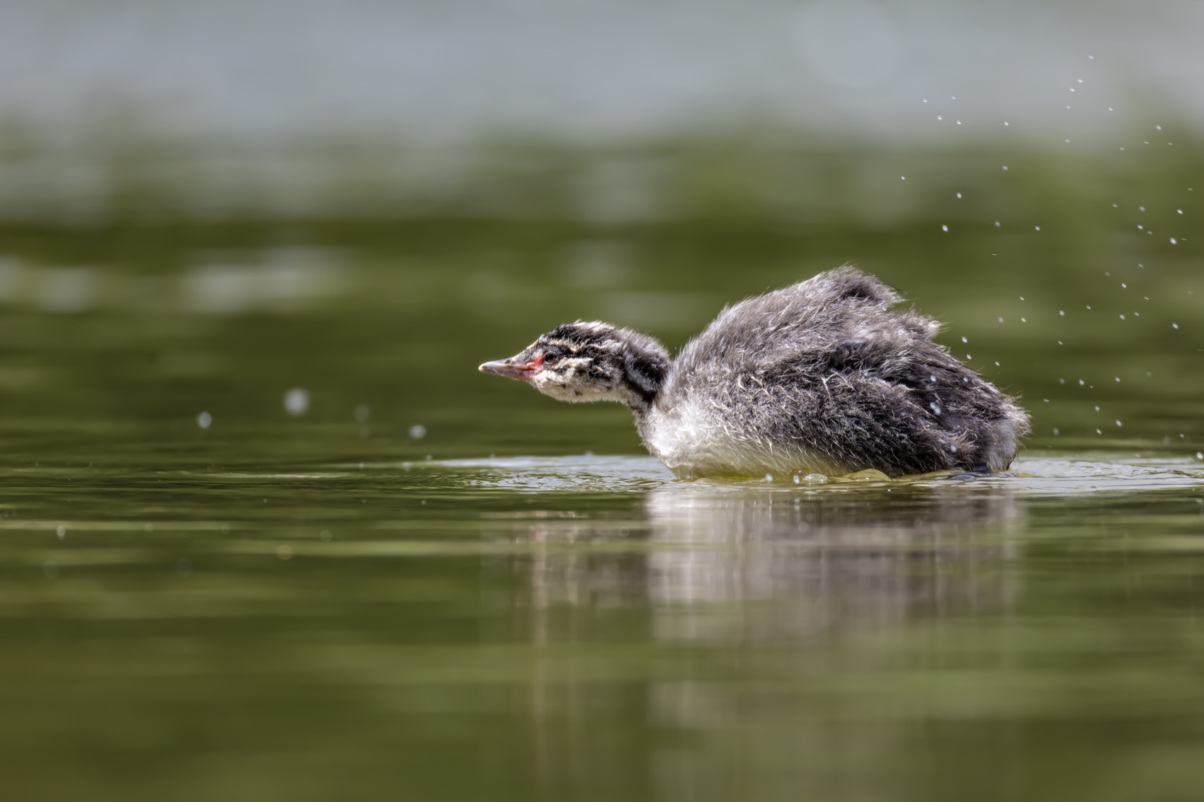 красношейная поганка, птицы, поганка, птенец, Ruslan Pl
