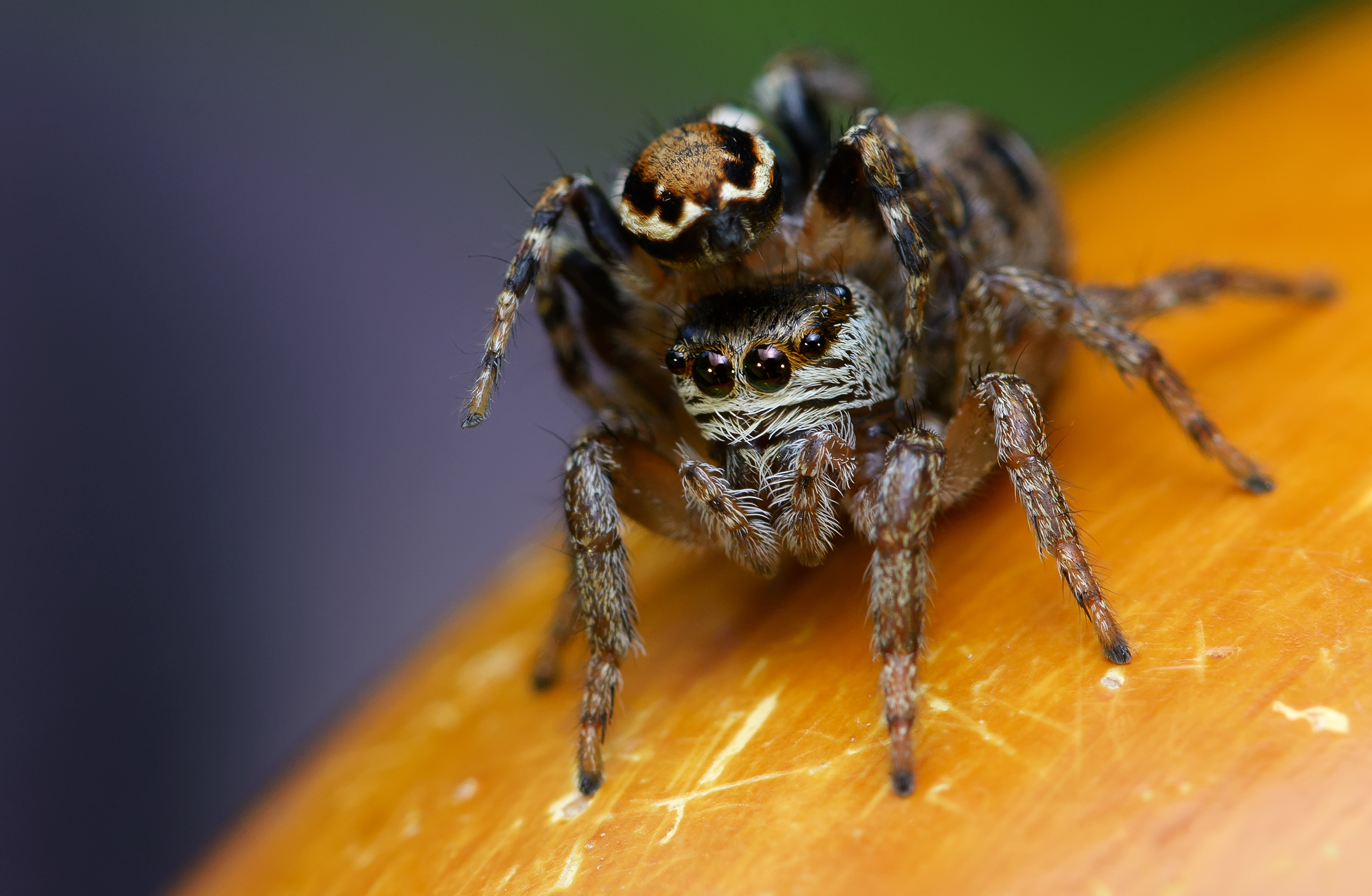 эварха серповидная, evarcha falcata, пауки-скакунчики, salticidae, Павел Черенков