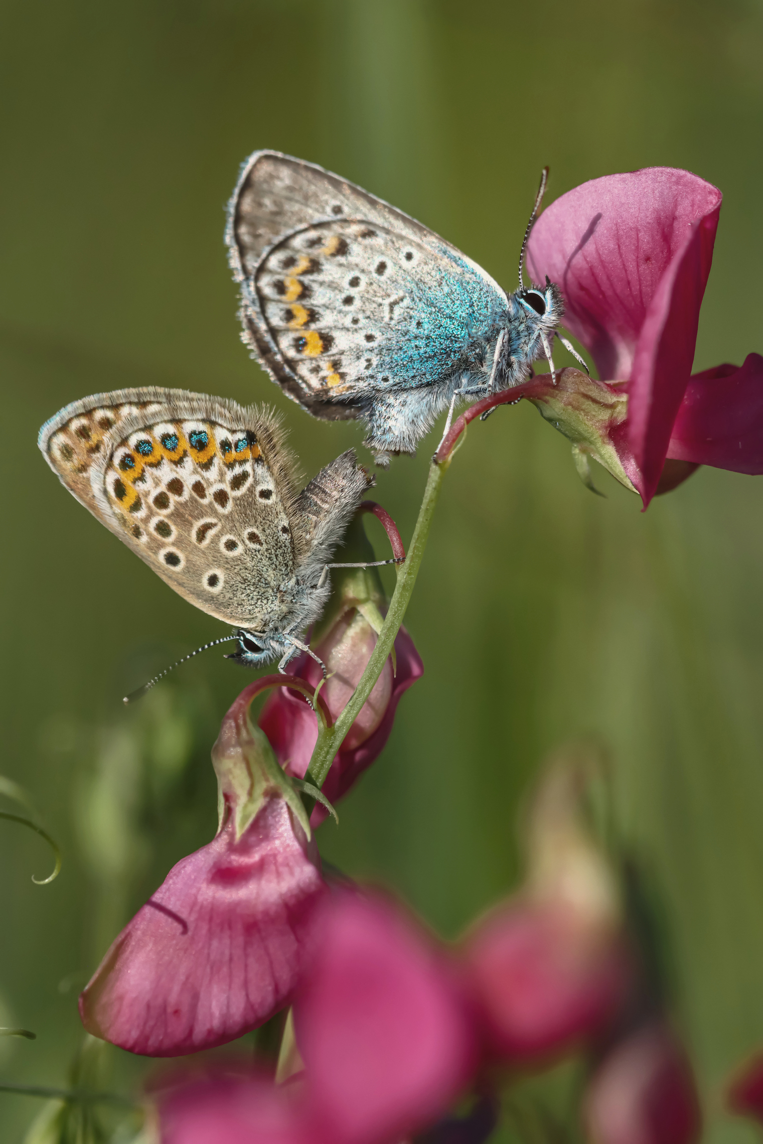 лето, бабочки, голубянка, Лапин Сергей