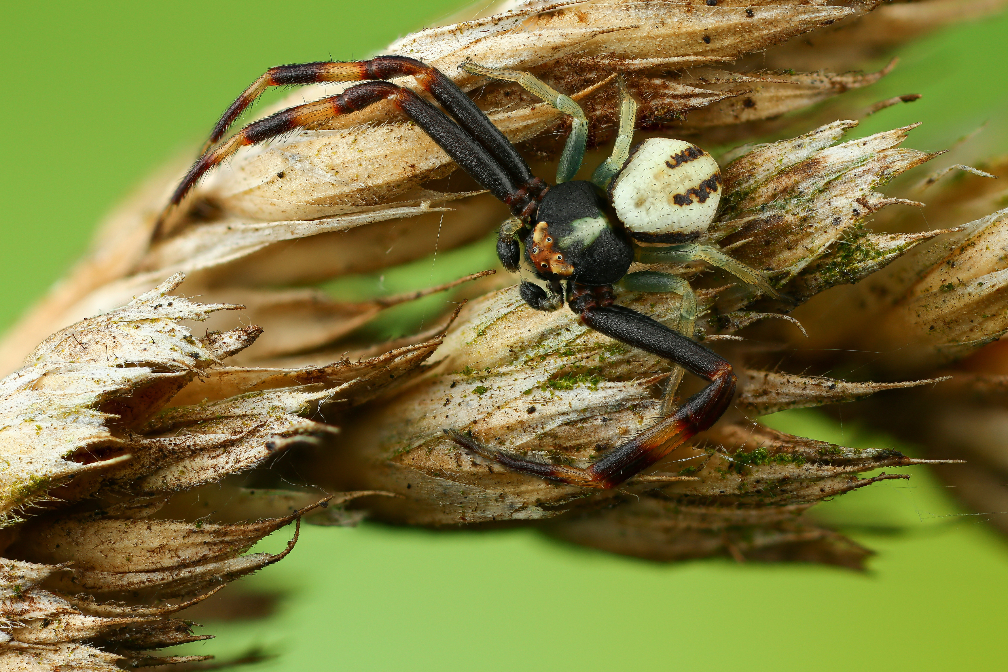 макро, природа, животное, растение, цвет, фото, паук, трава, Шаповалов Андрей