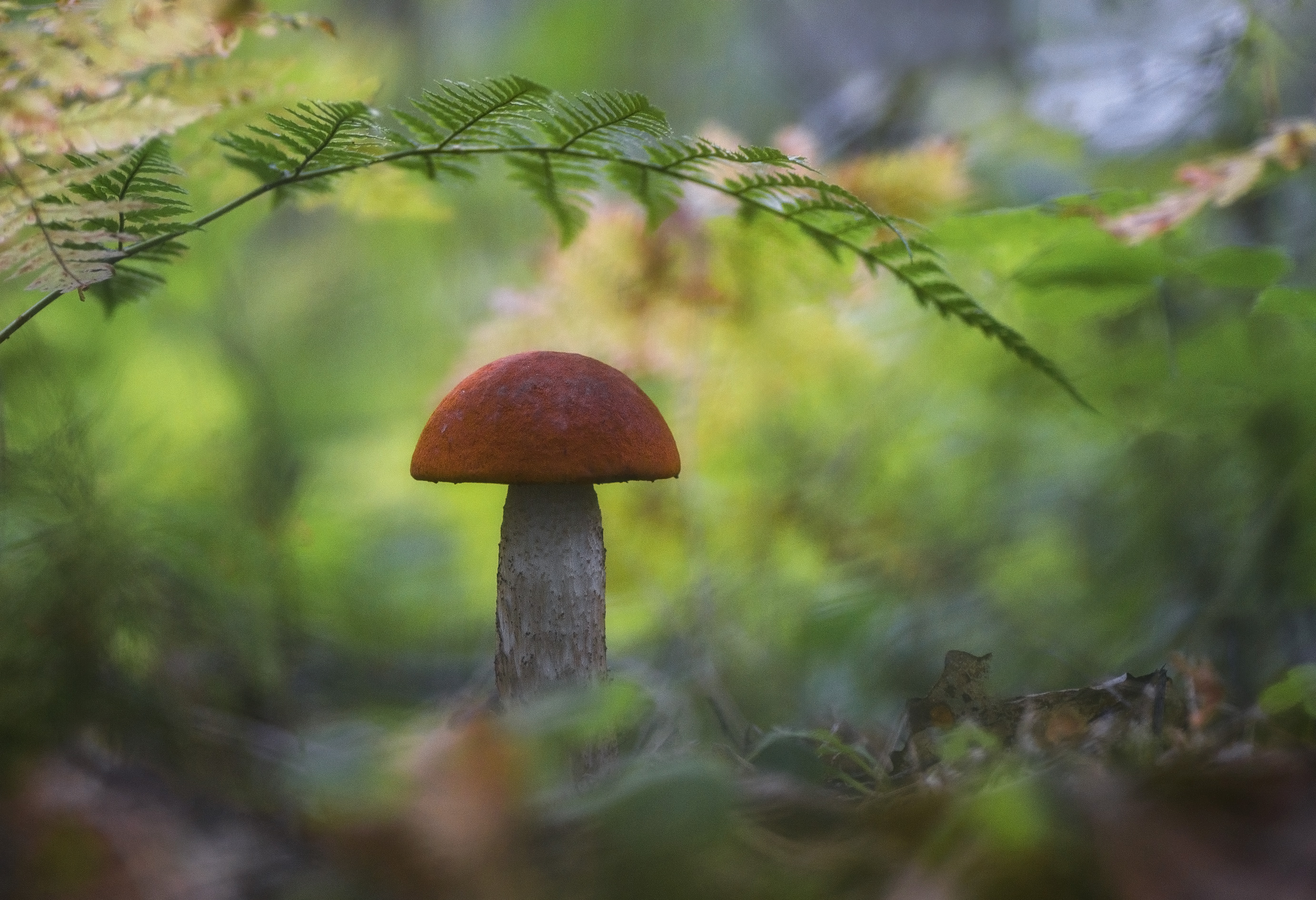 , Панова Зоя